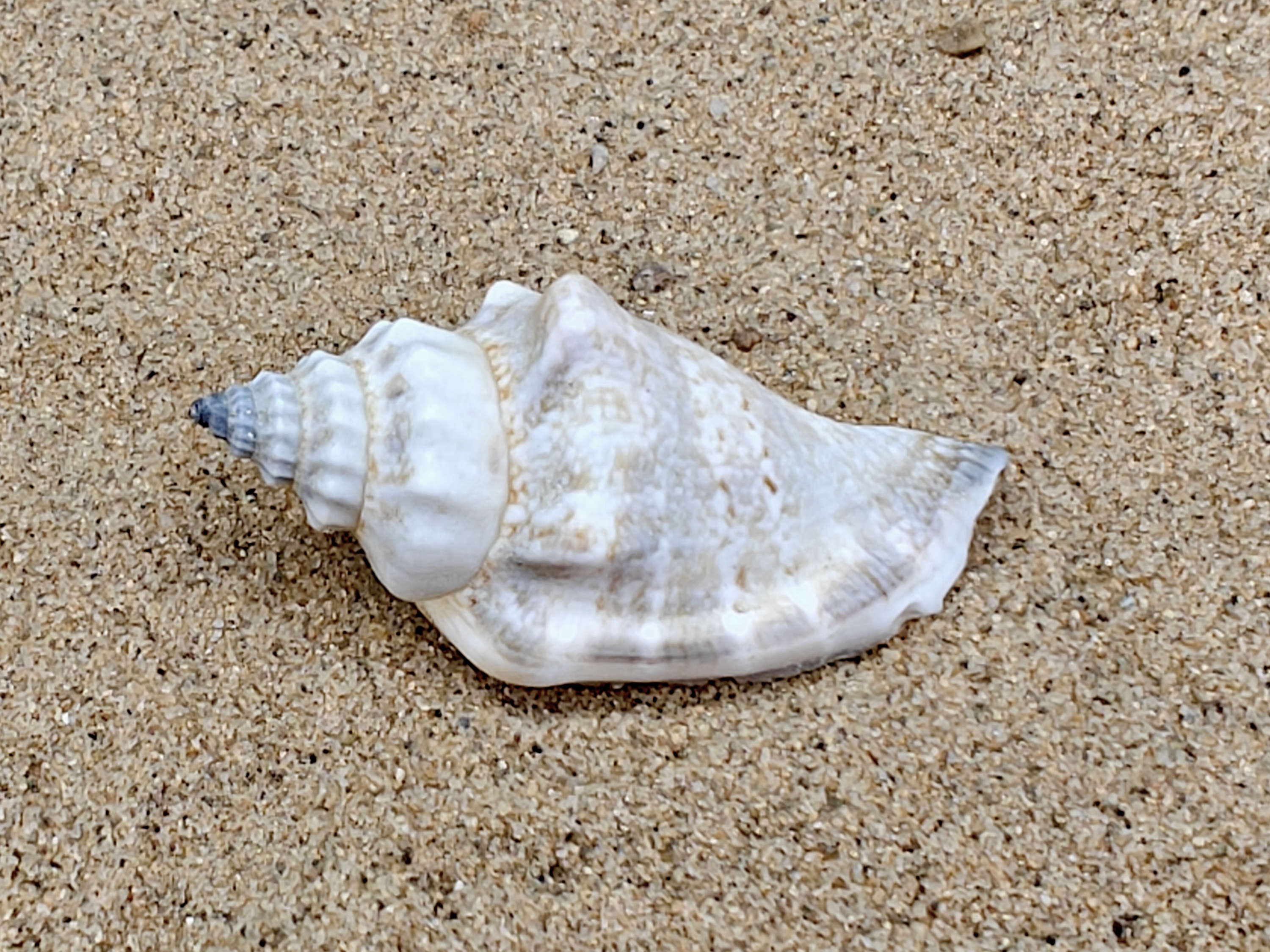 Strombus Urceus Bear Conch Shell (Medium)