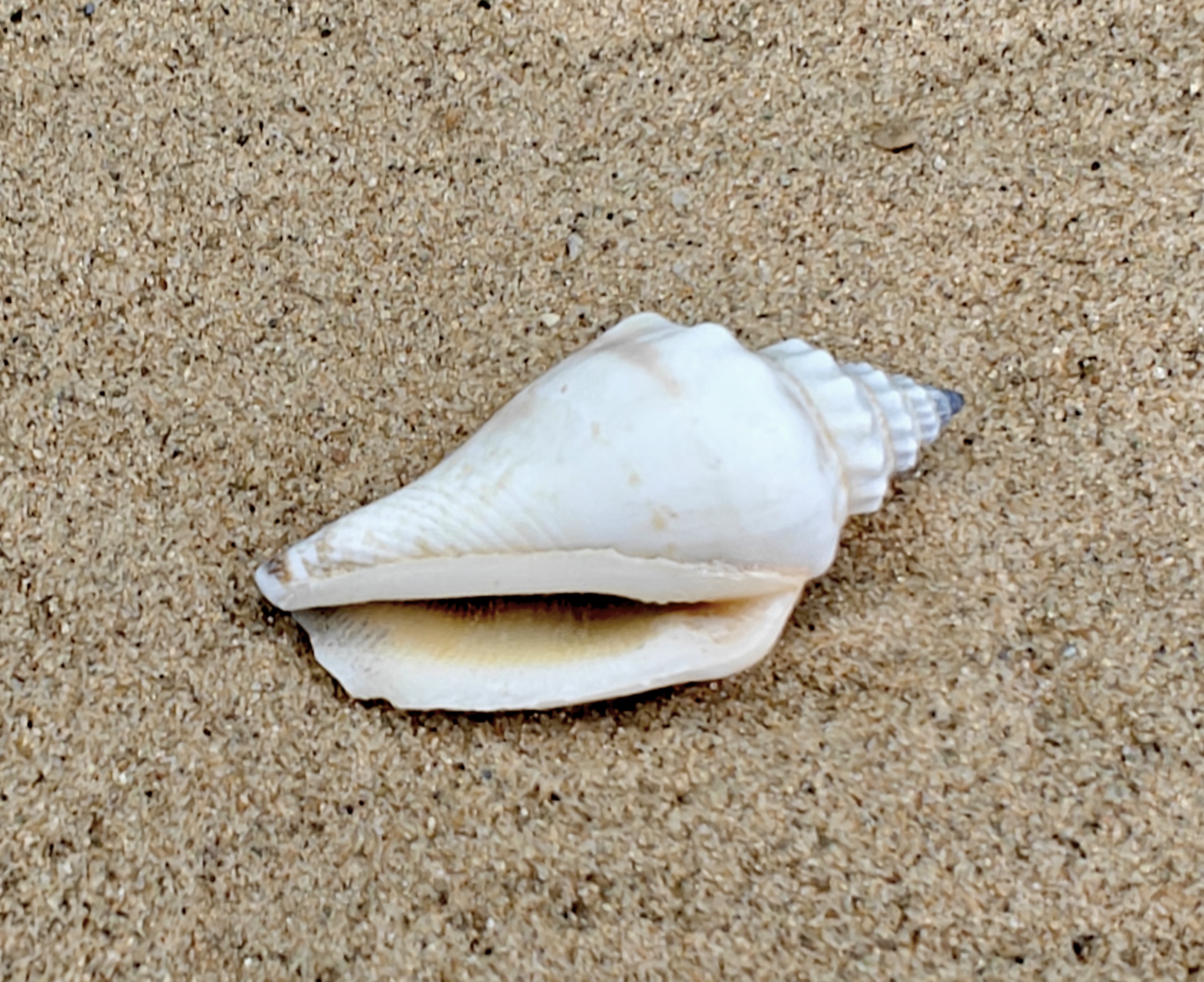 Strombus Urceus Bear Conch Shell (Medium)