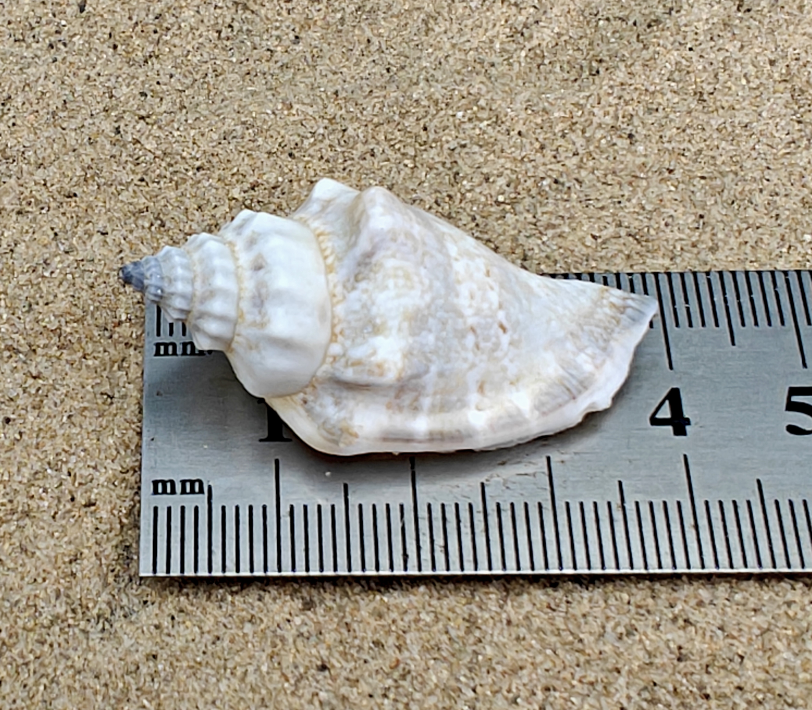 Strombus Urceus Bear Conch Shell (Medium)