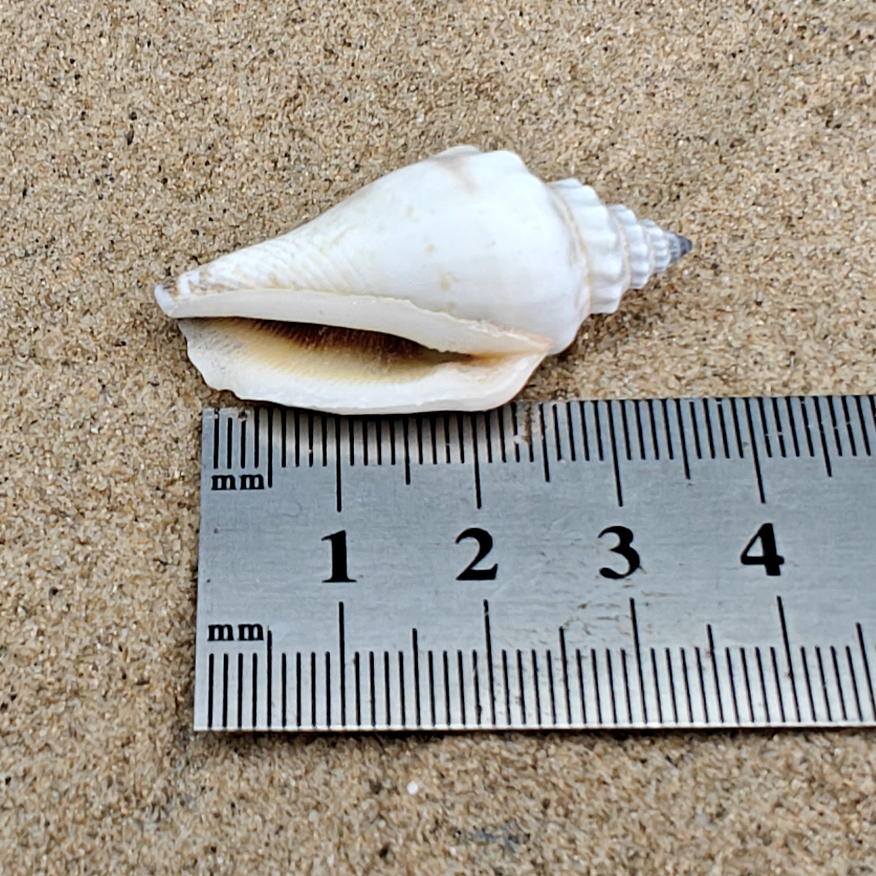Strombus Urceus Bear Conch Shell (Medium)