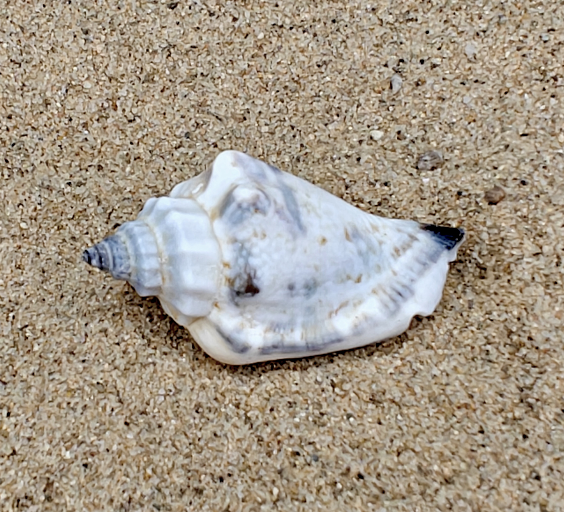 Strombus Urceus Bear Conch Shell (Small)