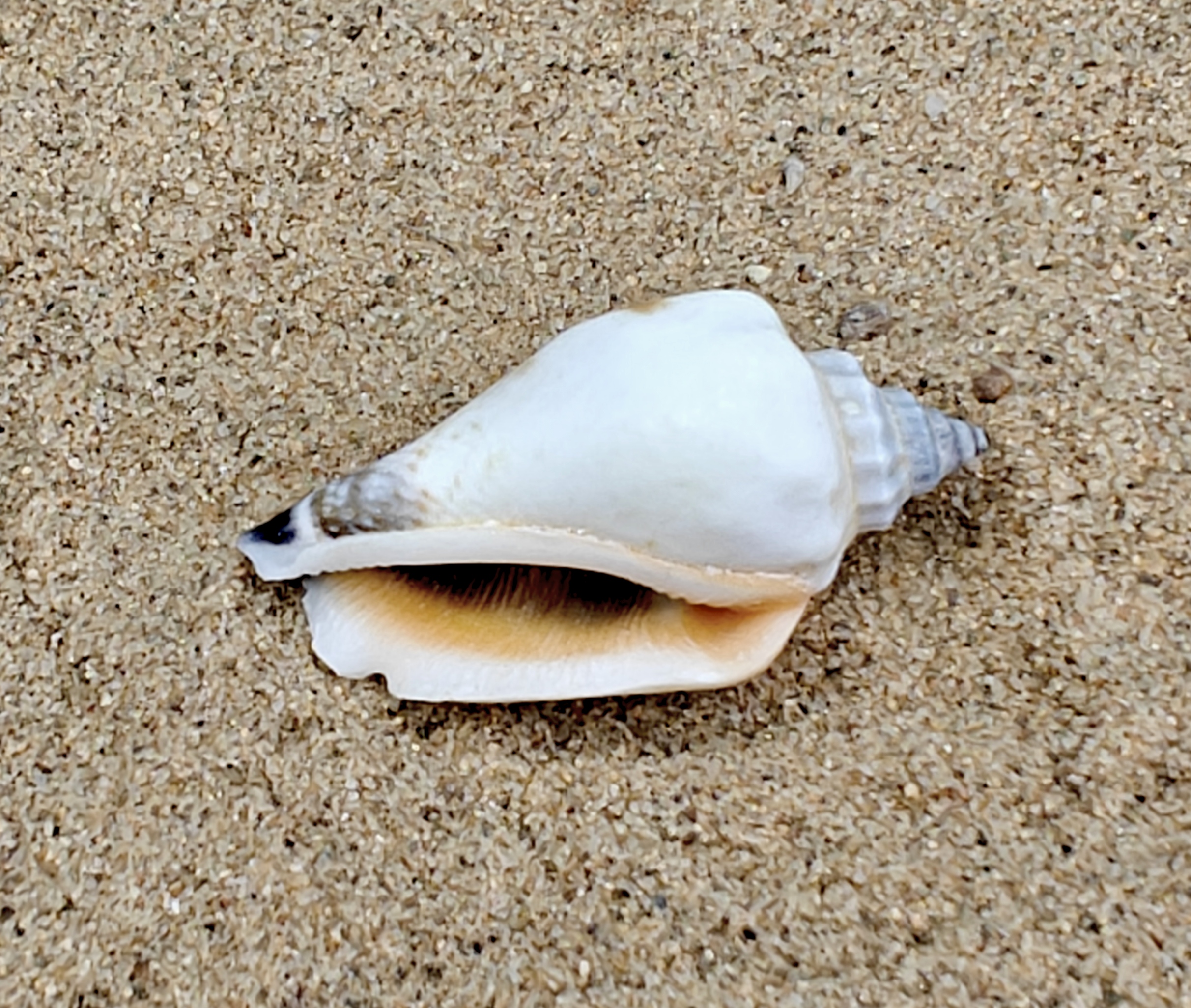 Strombus Urceus Bear Conch Shell (Small)