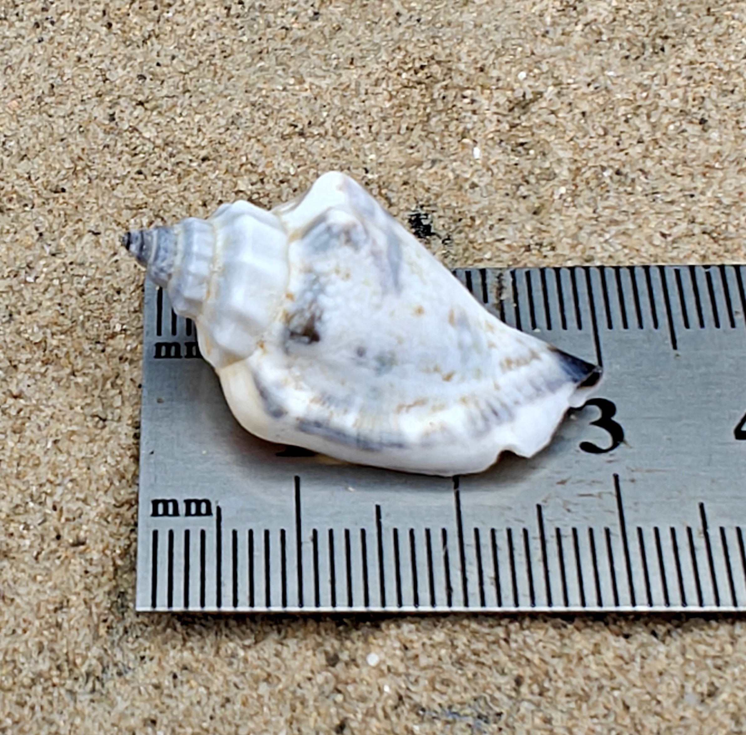 Strombus Urceus Bear Conch Shell (Small)