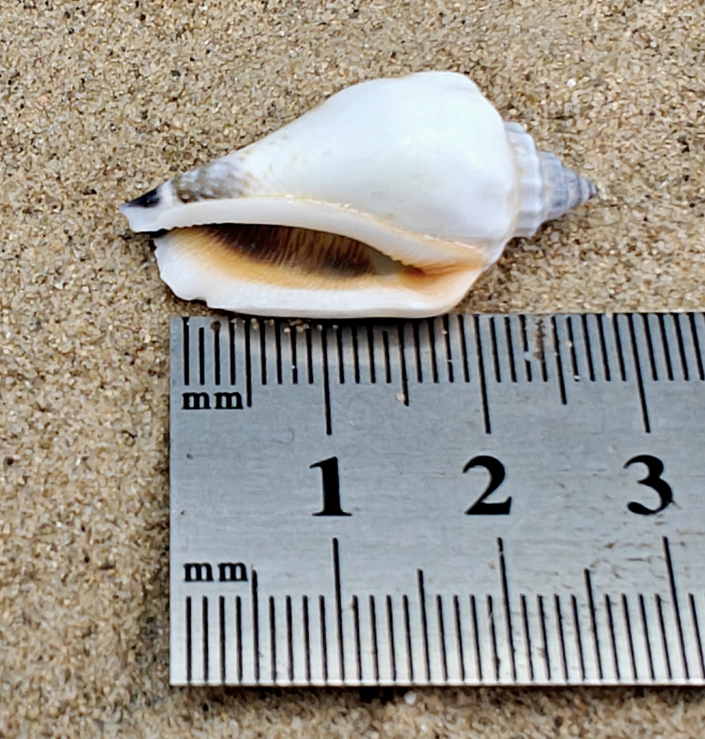 Strombus Urceus Bear Conch Shell (Small)