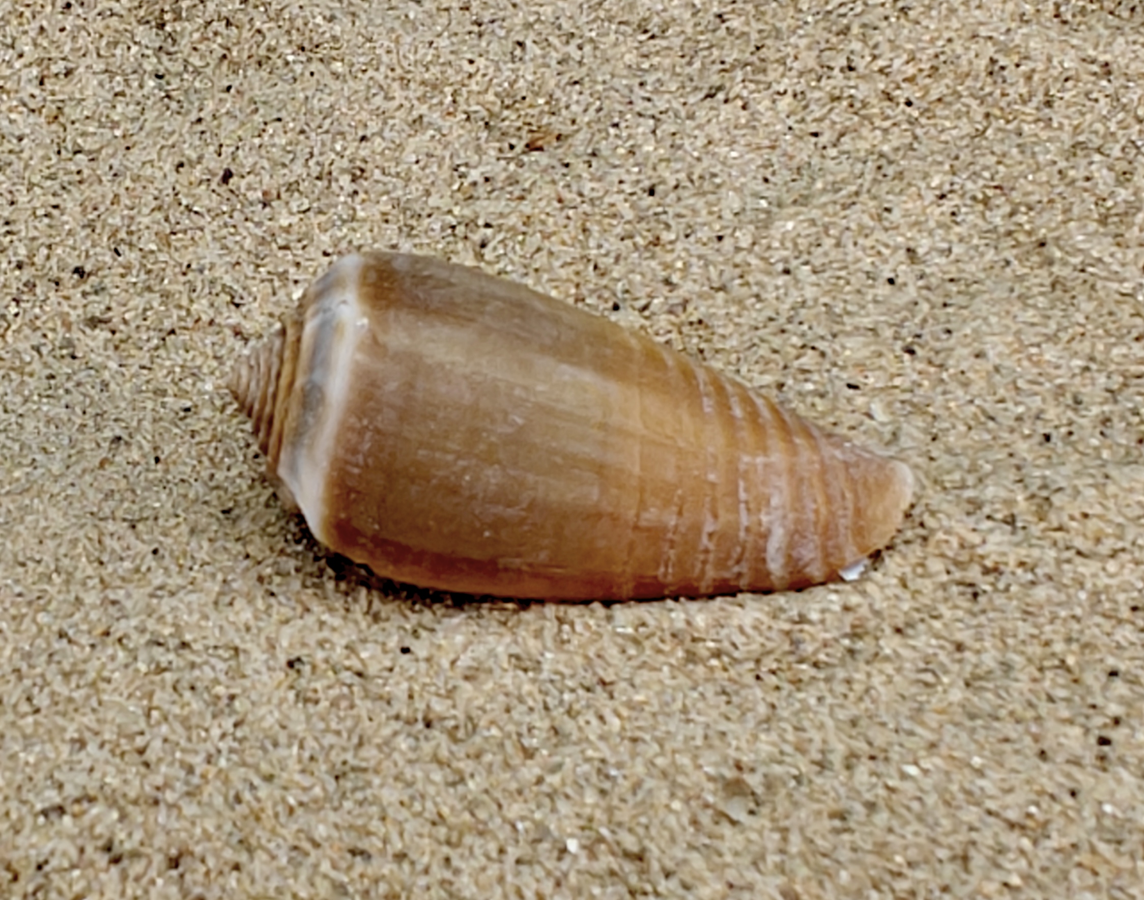 Magnus Cone Shell (Small)