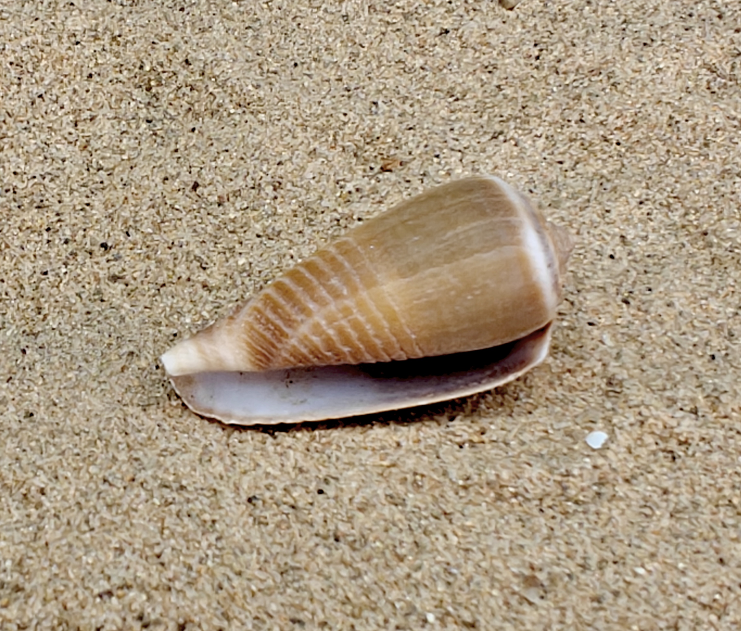 Magnus Cone Shell (Small)