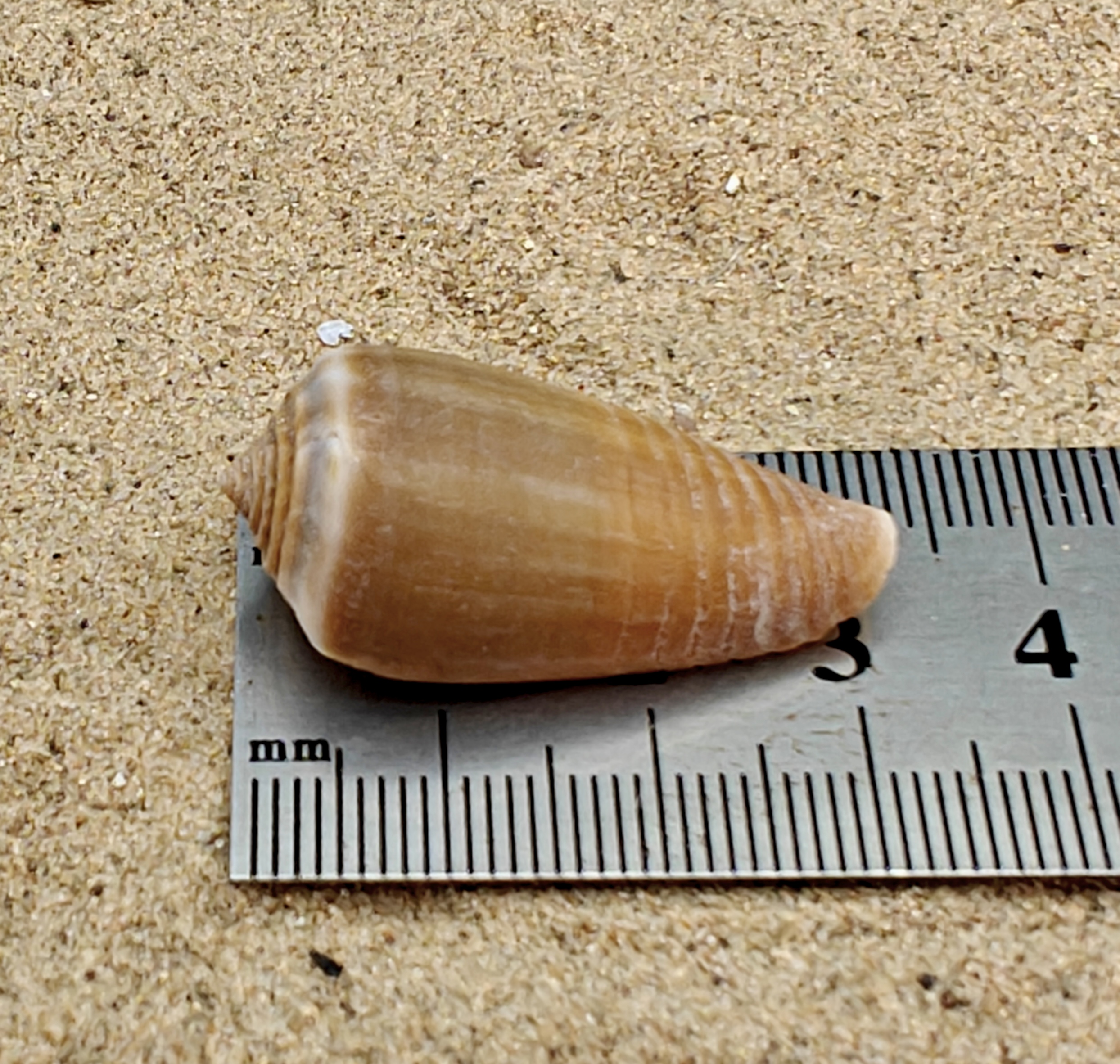 Magnus Cone Shell (Small)