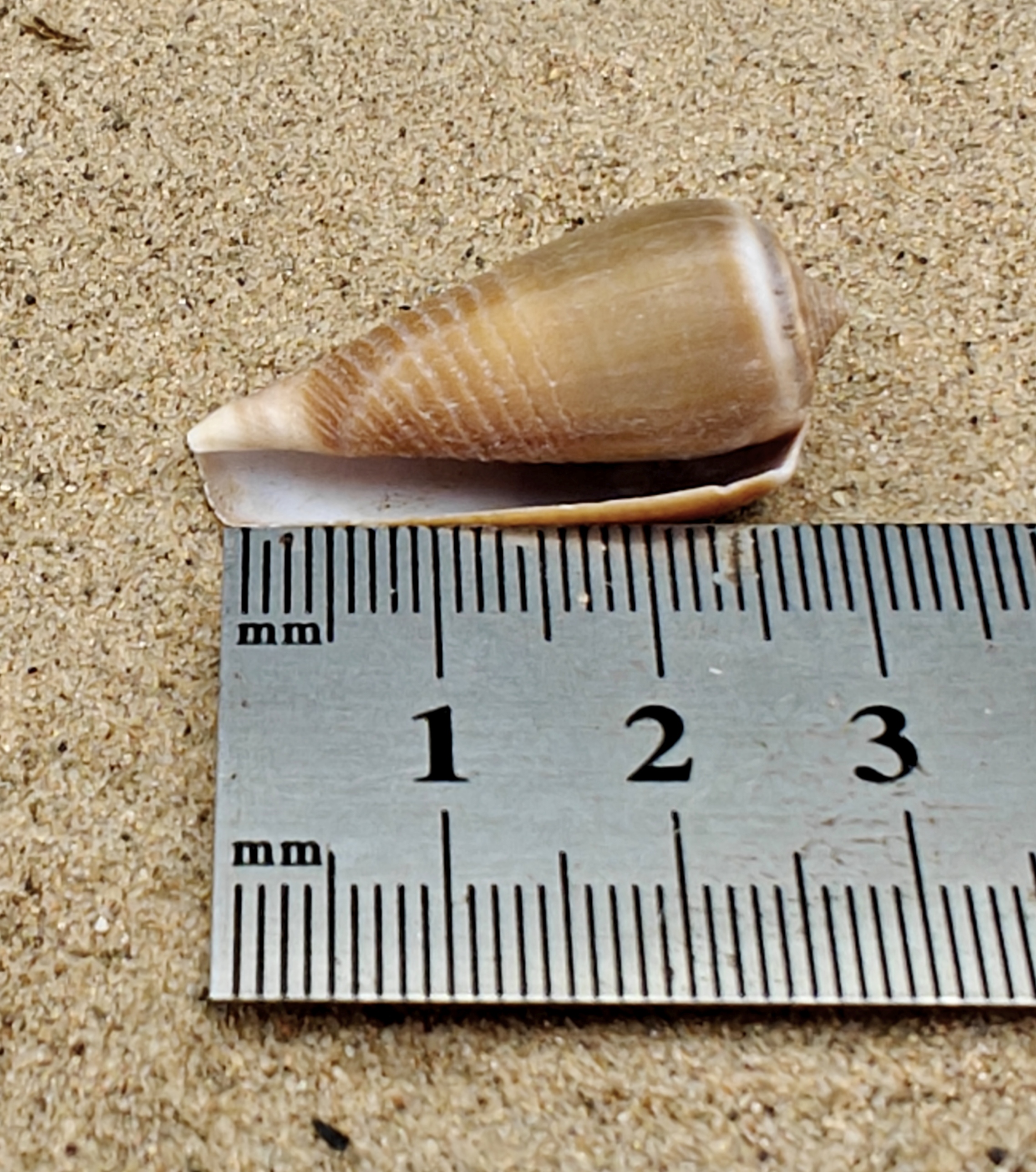 Magnus Cone Shell (Small)