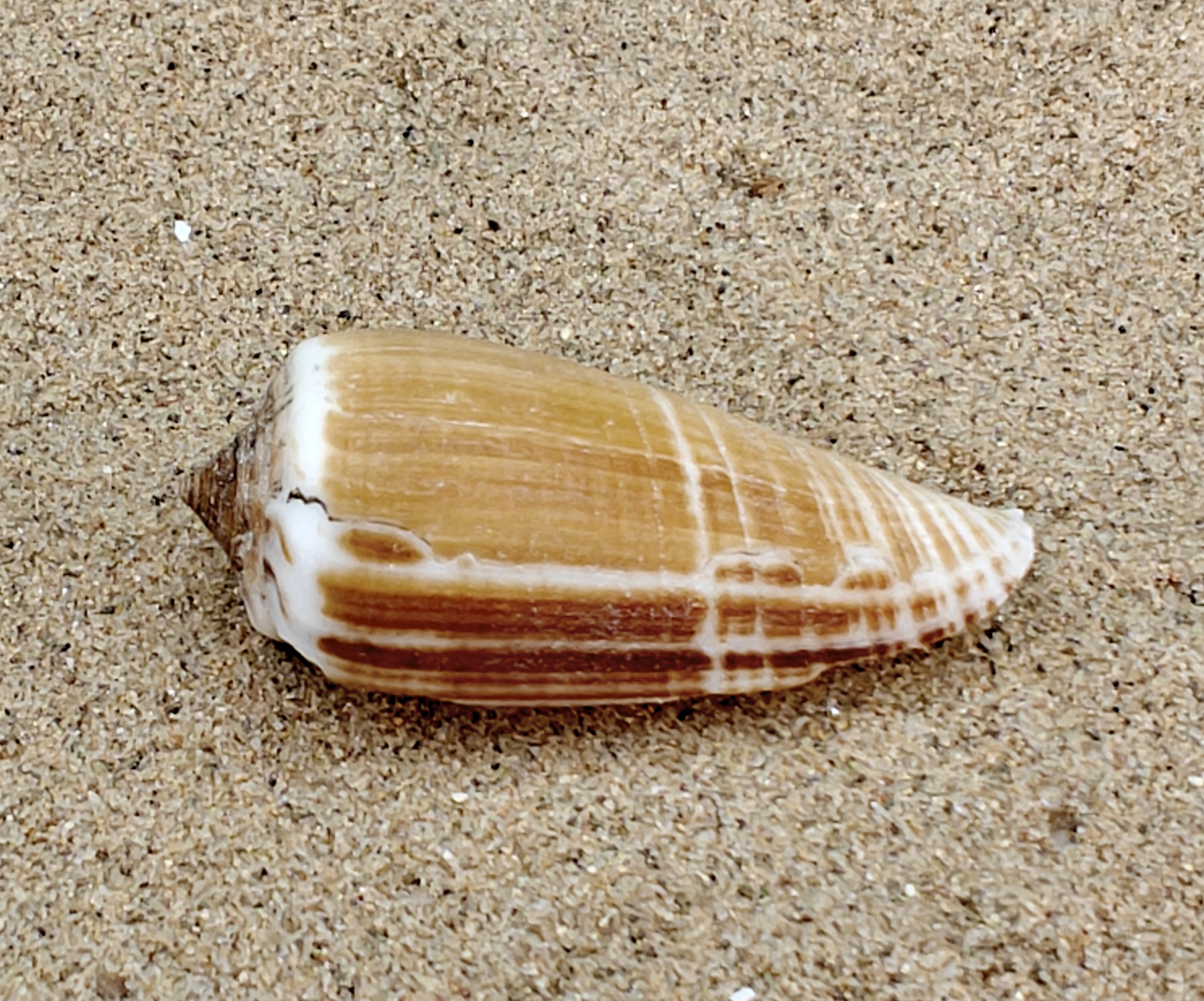 Magnus Cone Shell (Medium)