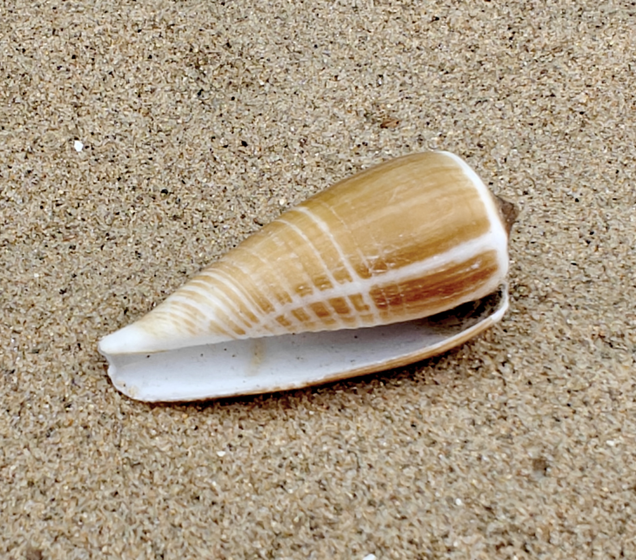 Magnus Cone Shell (Medium)