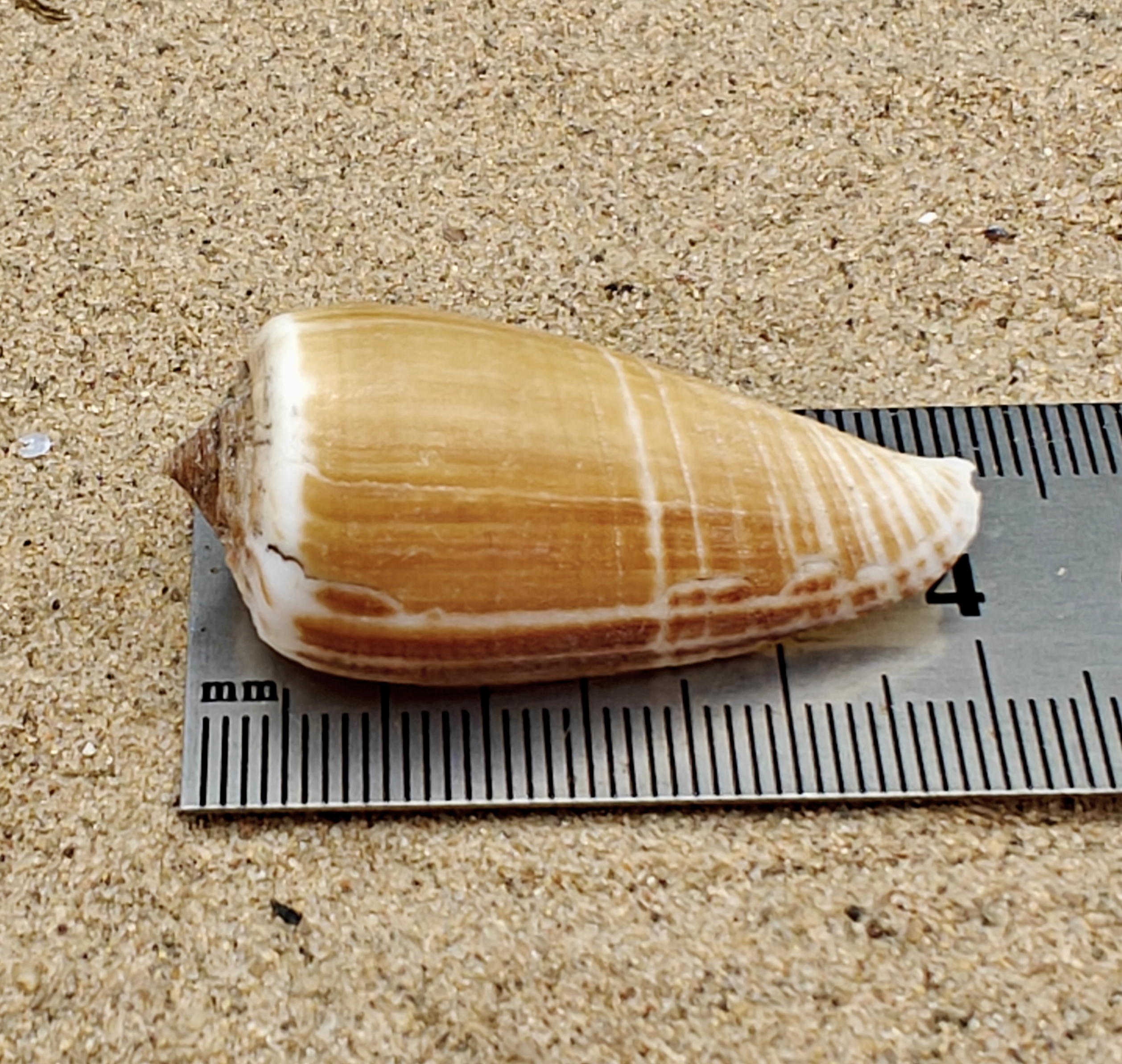 Magnus Cone Shell (Medium)