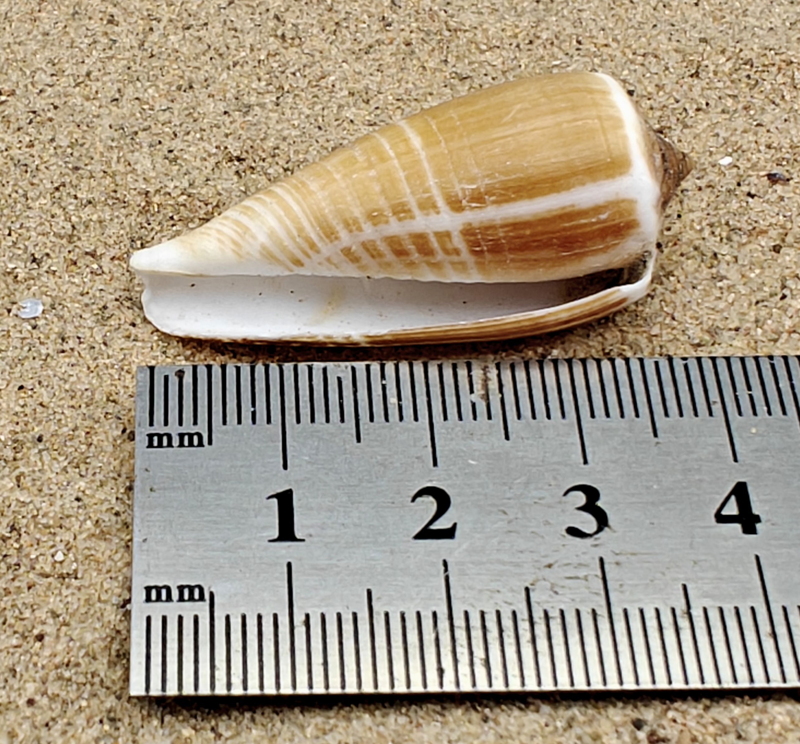 Magnus Cone Shell (Medium)