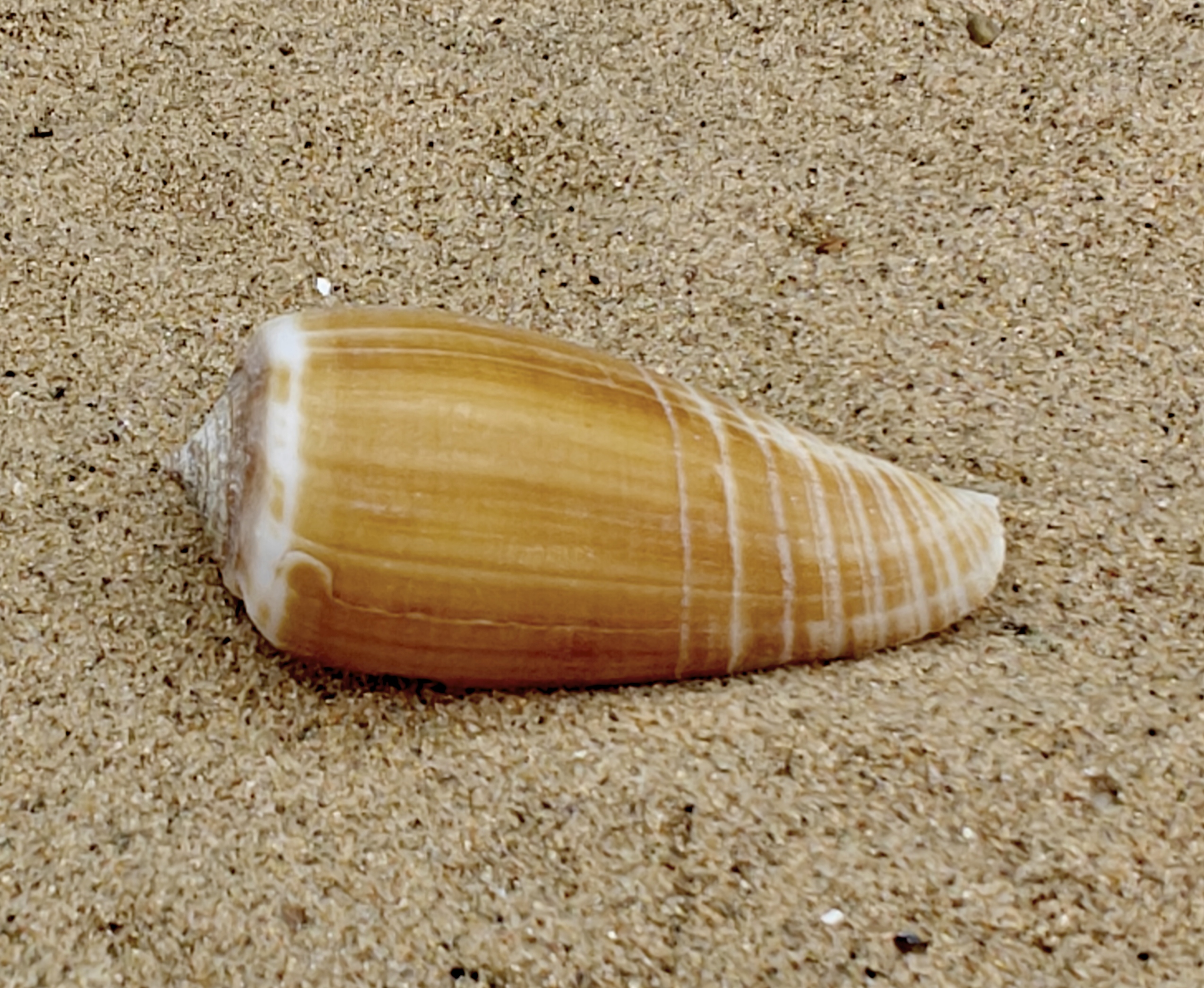 Magnus Cone Shell (Large)