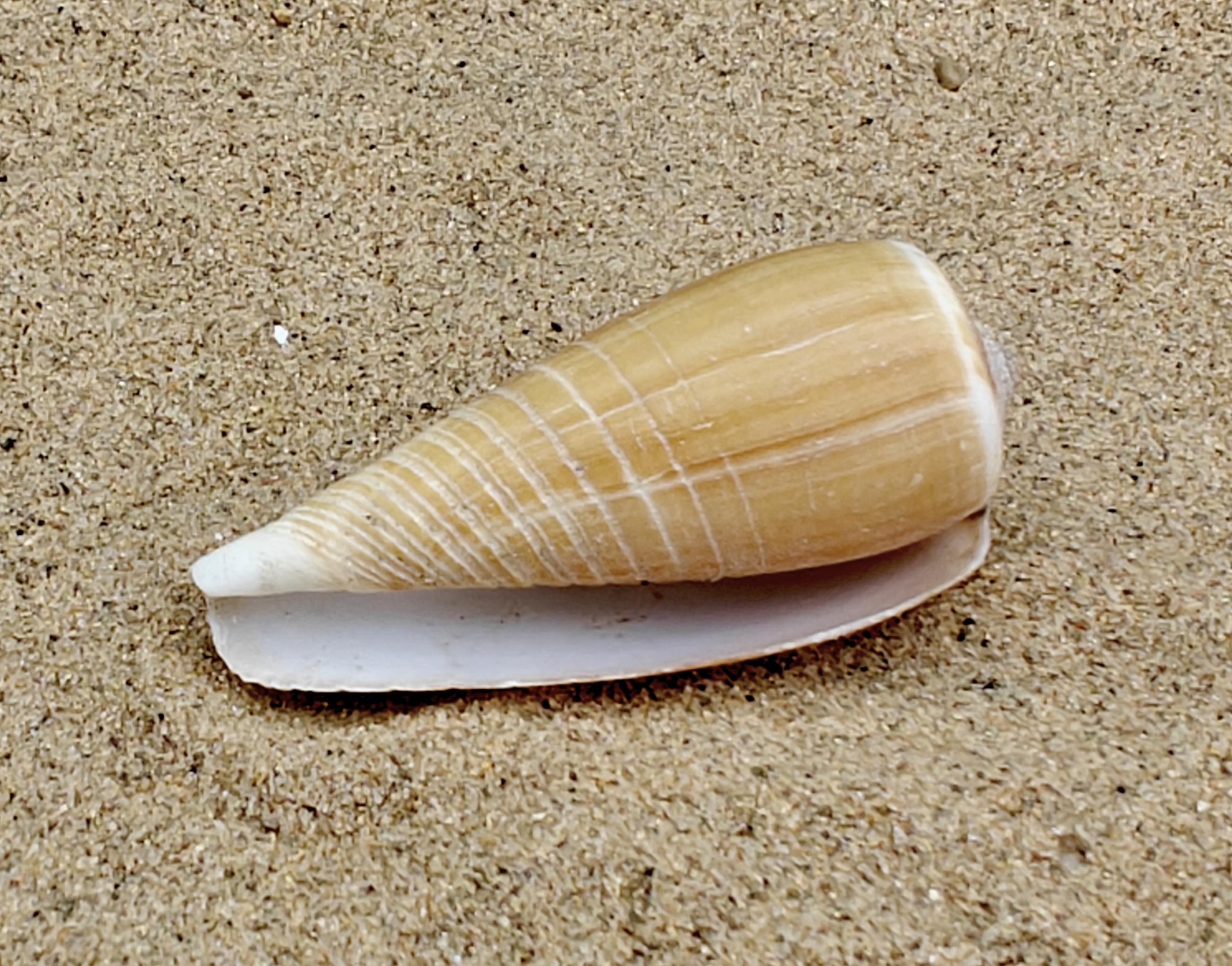Magnus Cone Shell (Large)