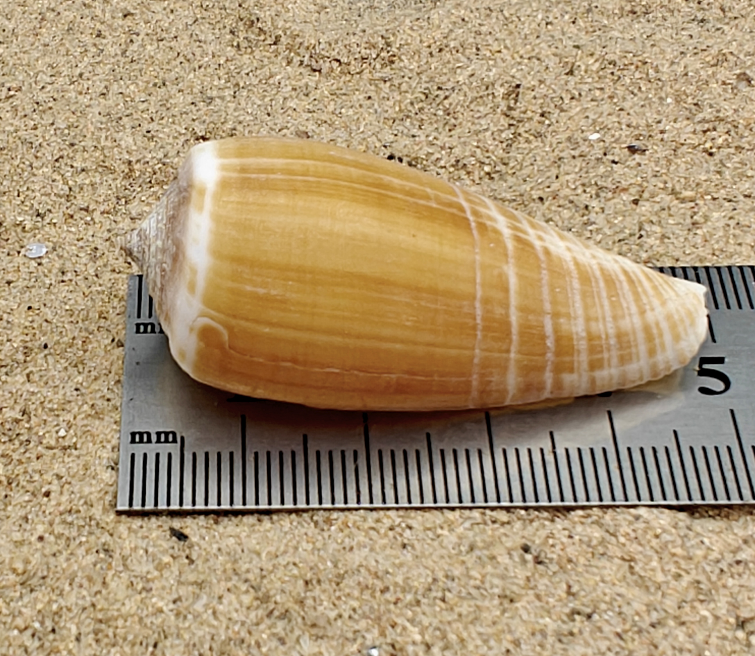 Magnus Cone Shell (Large)