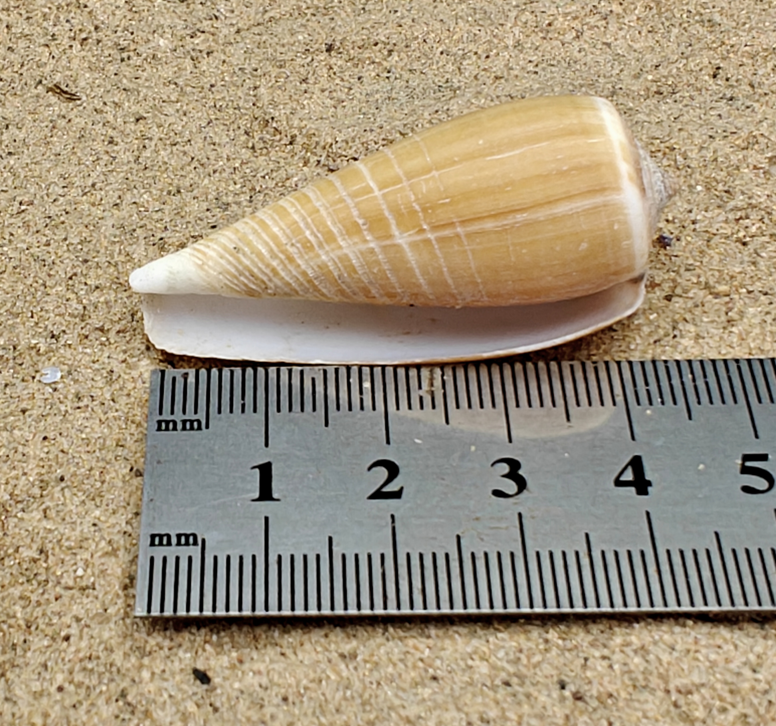 Magnus Cone Shell (Large)