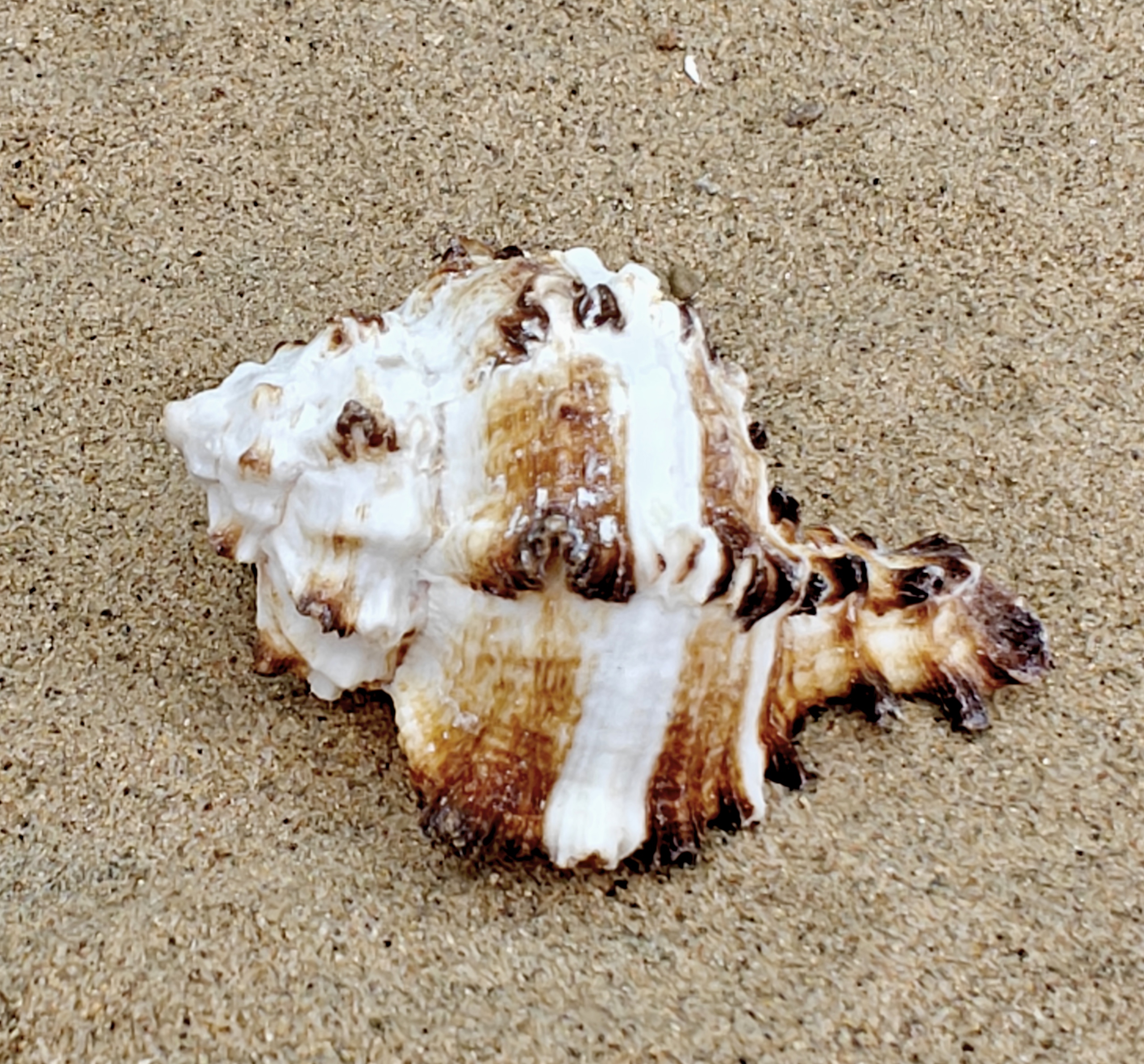 Murex Endiva Shell (Medium)