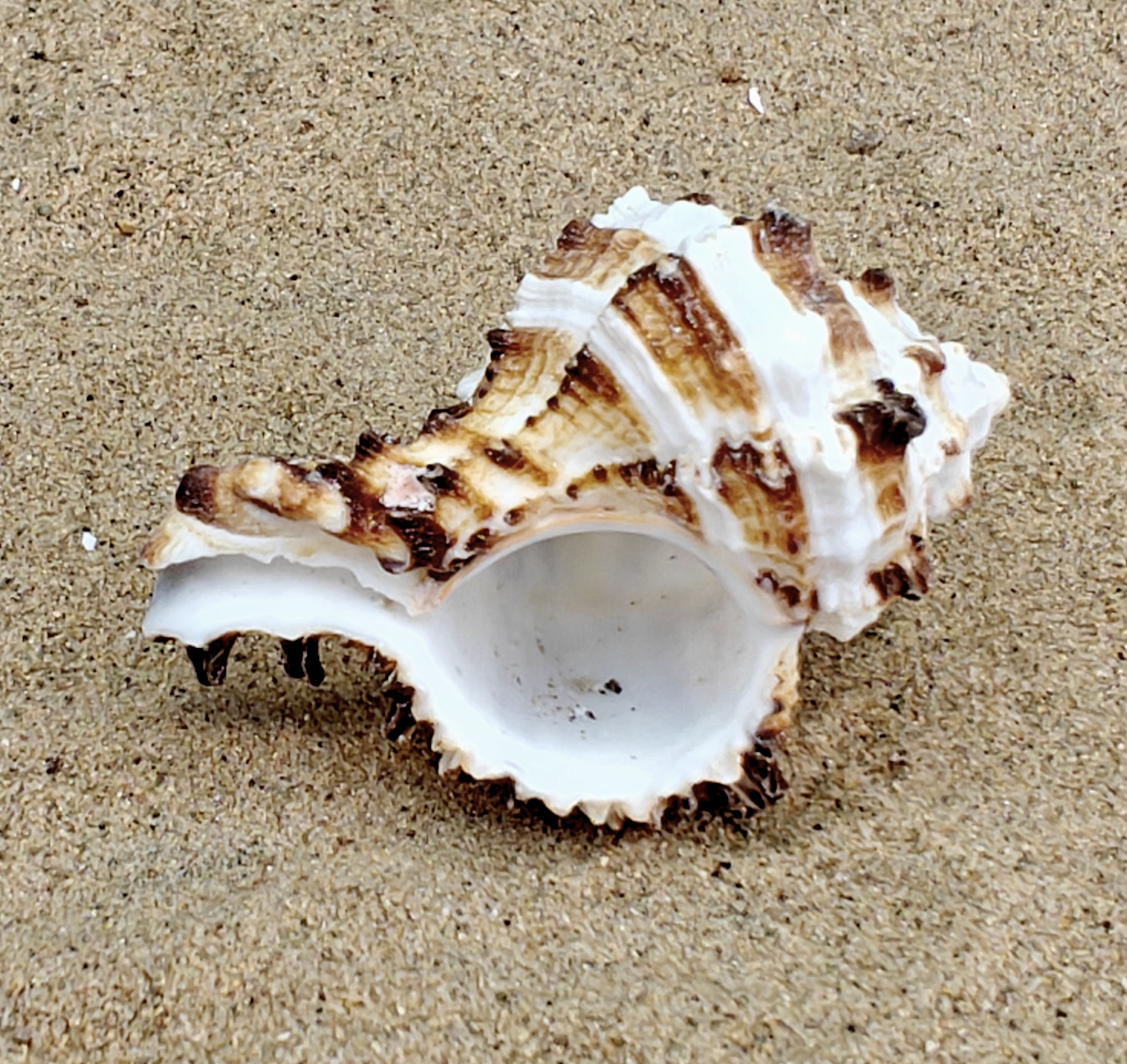 Murex Endiva Shell (Medium)