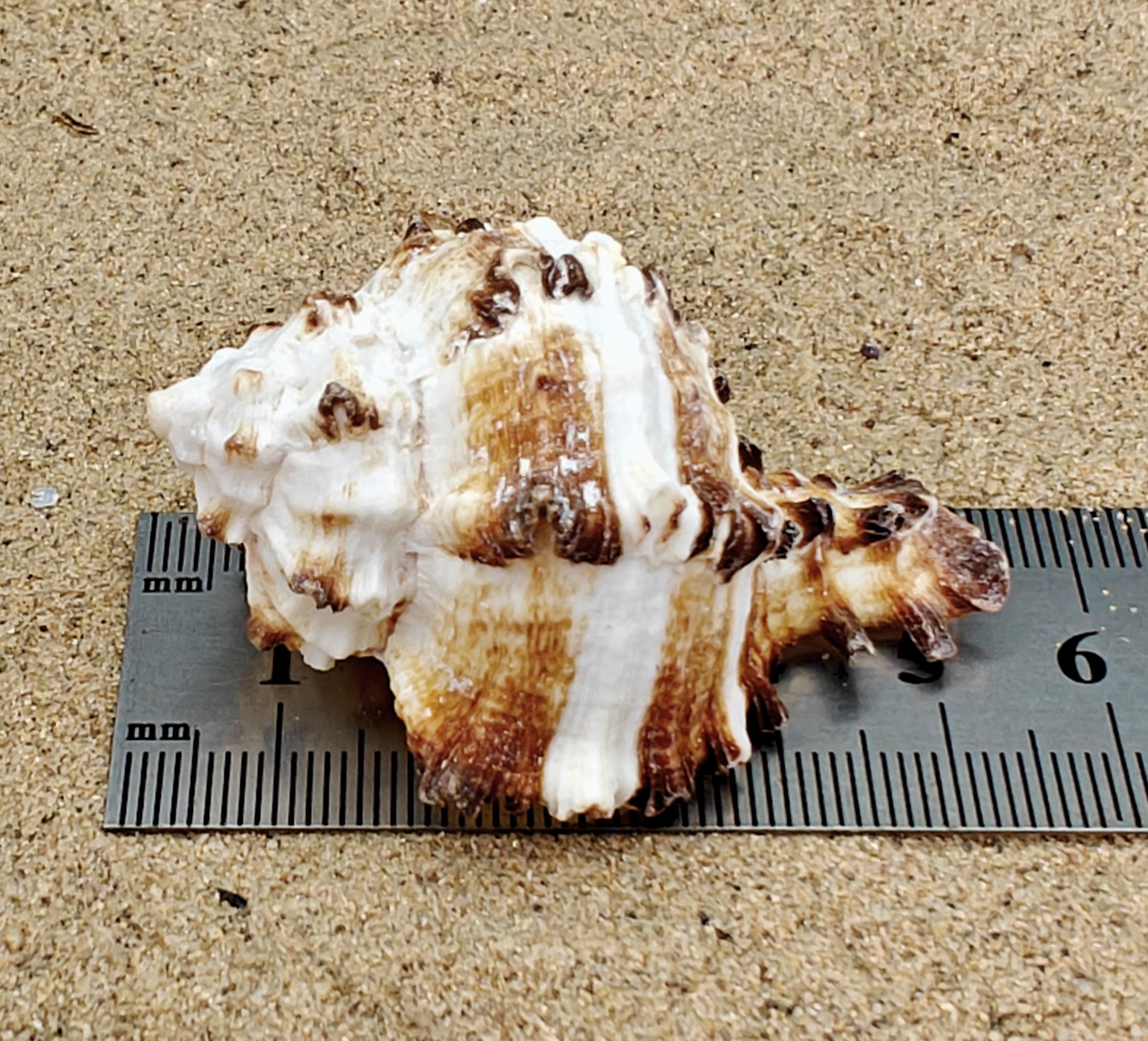 Murex Endiva Shell (Medium)