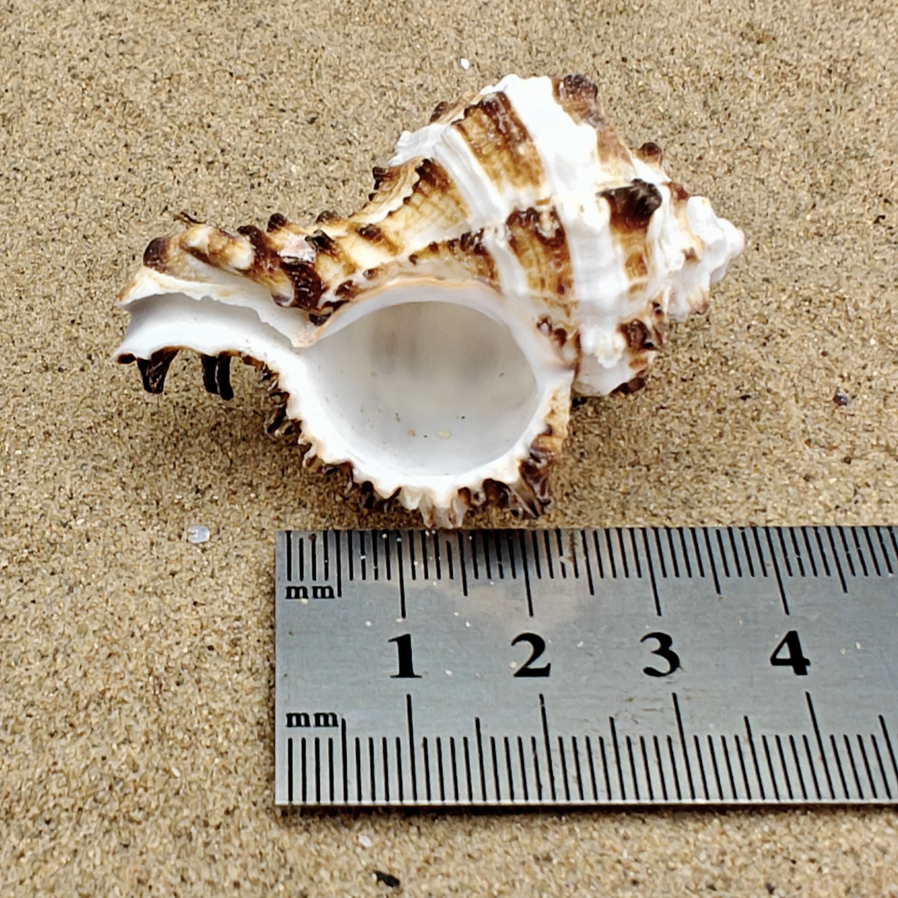 Murex Endiva Shell (Medium)