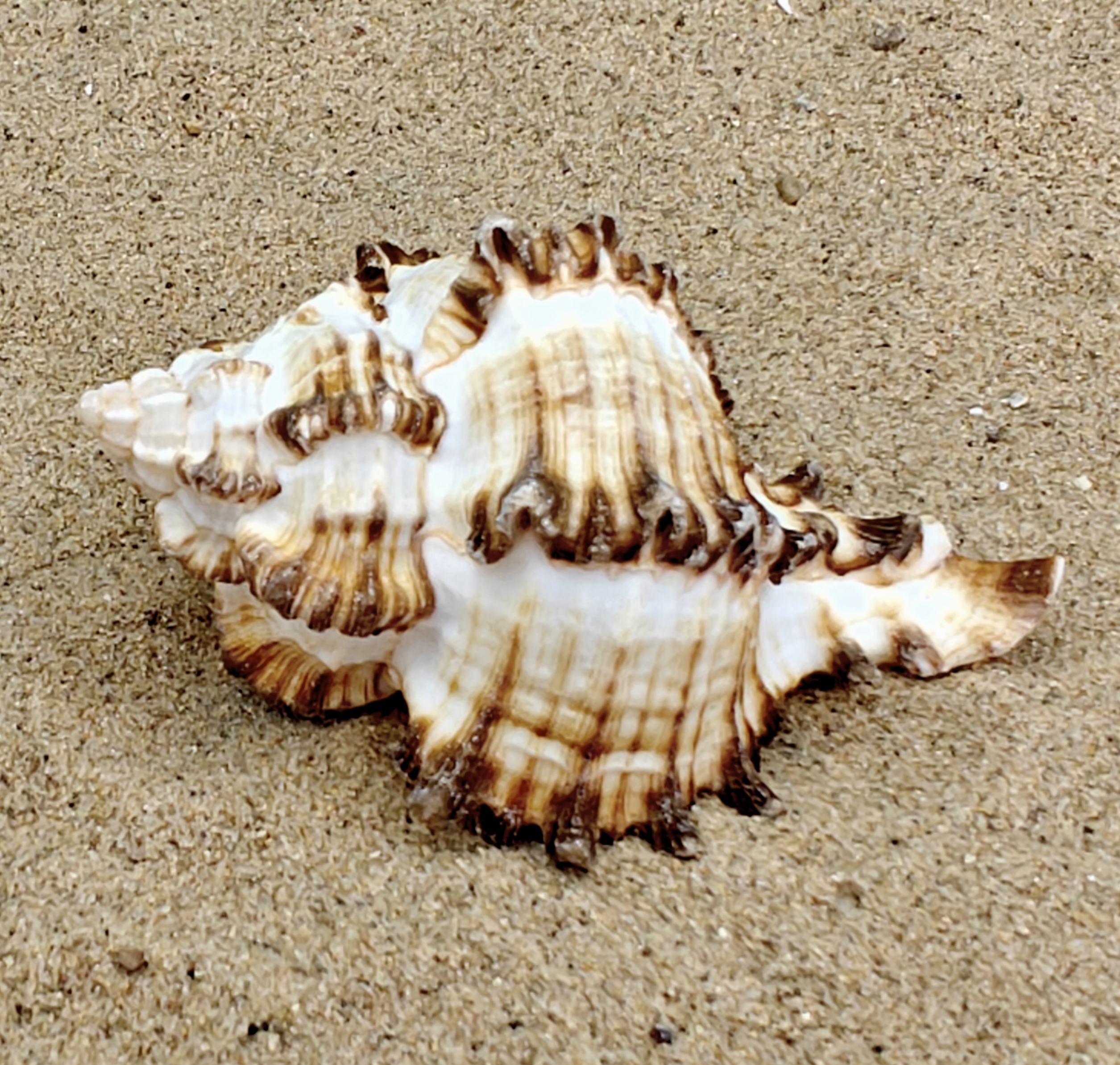 Murex Endiva Shell (Large)