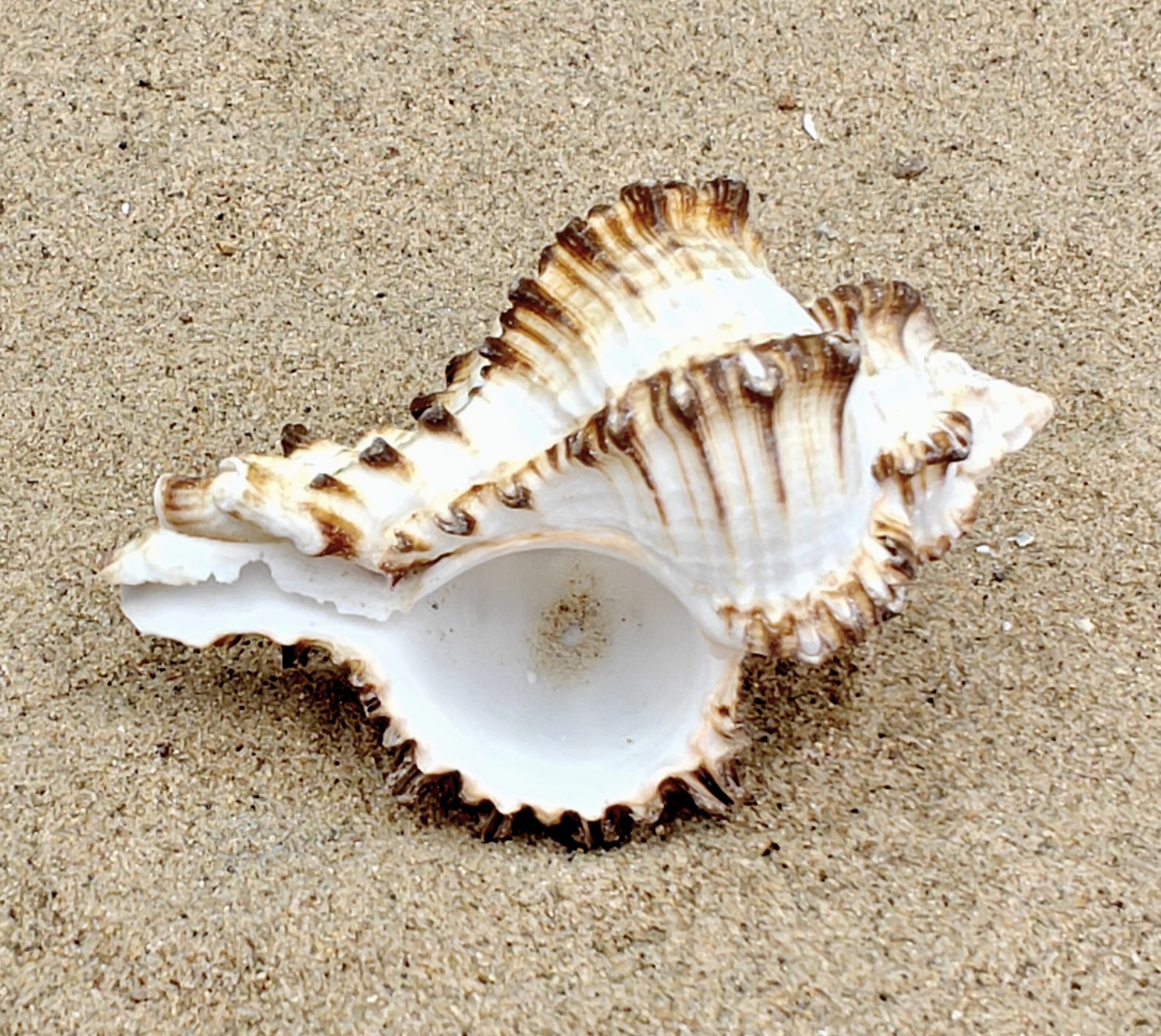 Murex Endiva Shell (Large)
