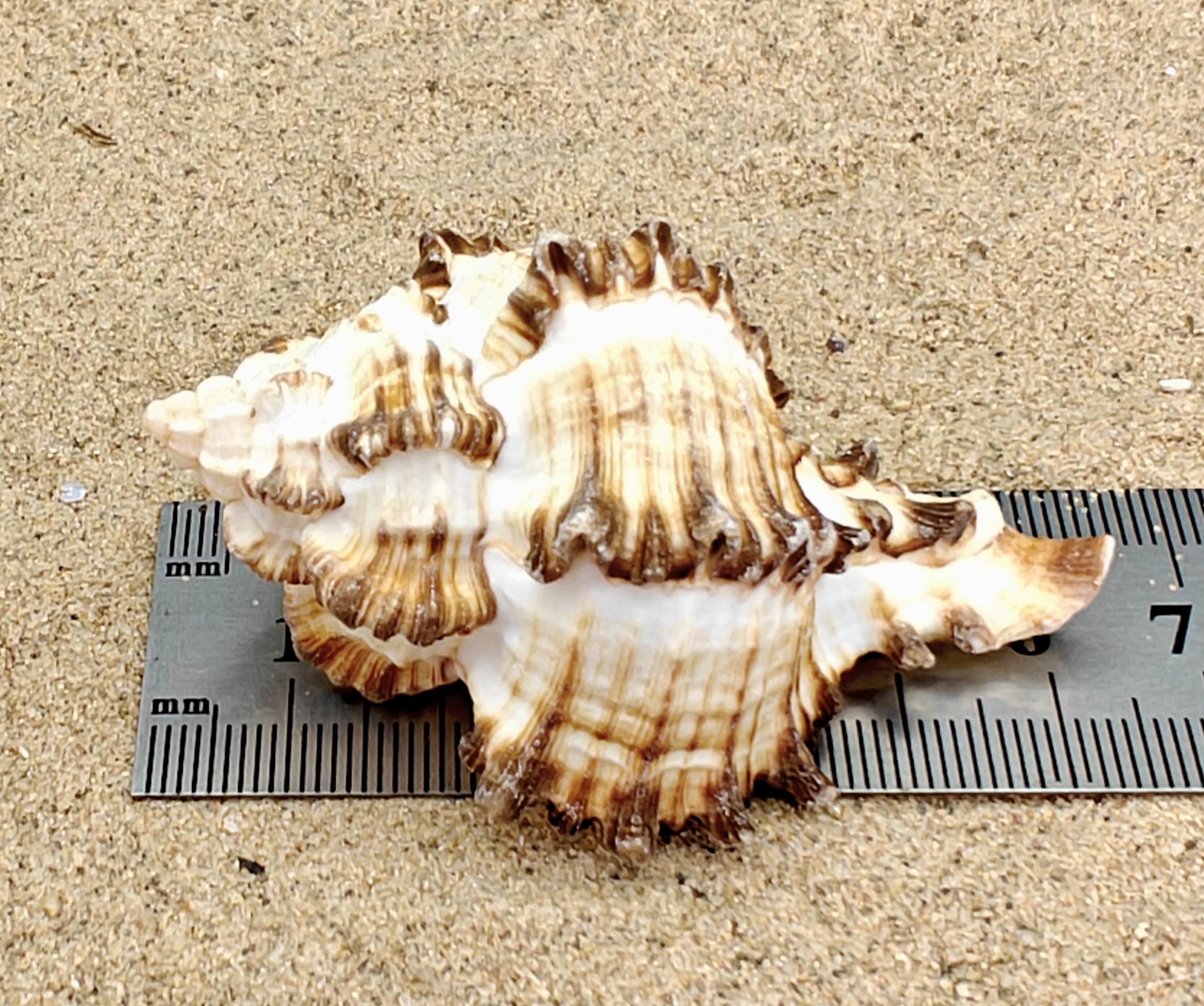 Murex Endiva Shell (Large)
