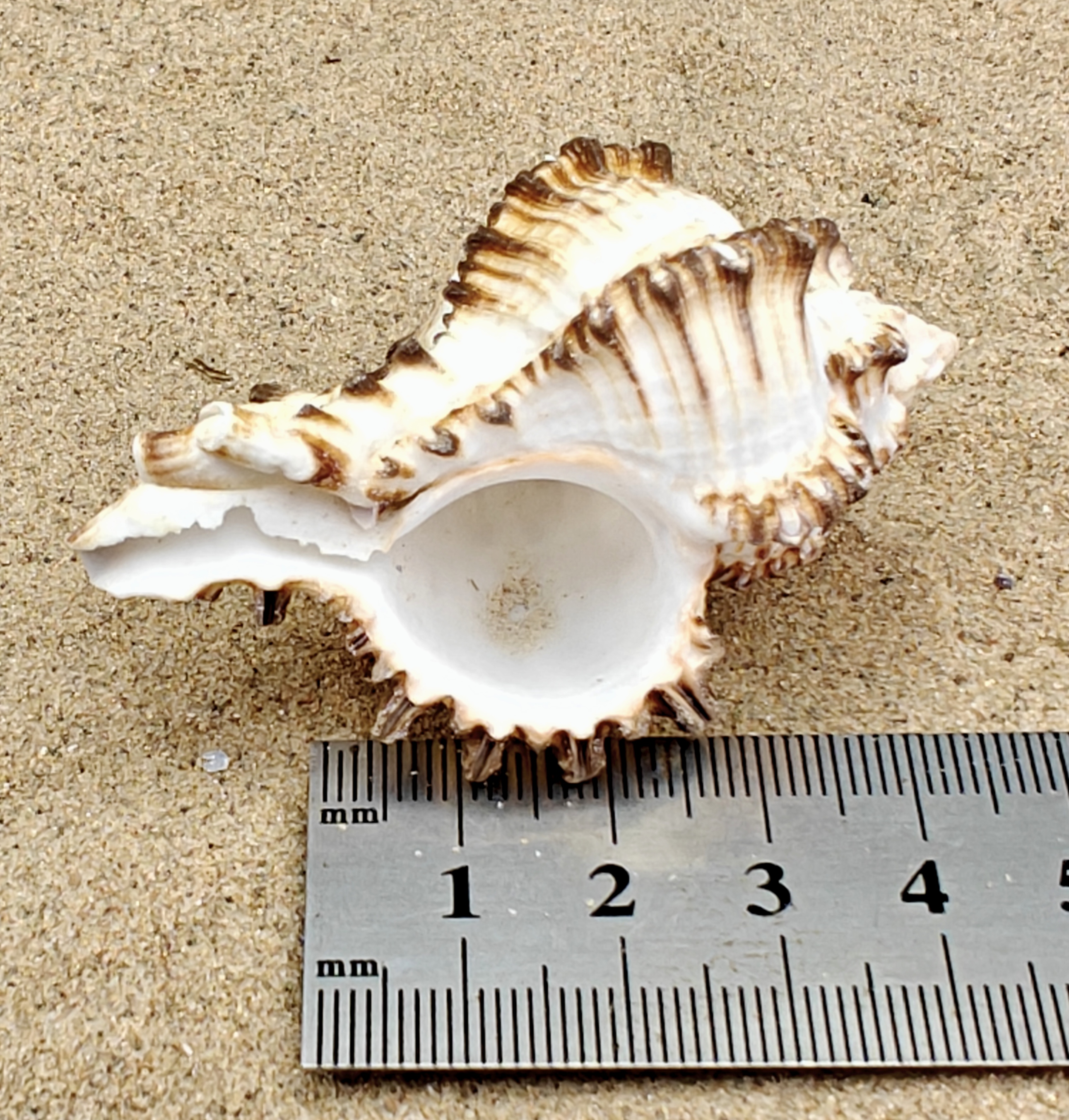 Murex Endiva Shell (Large)