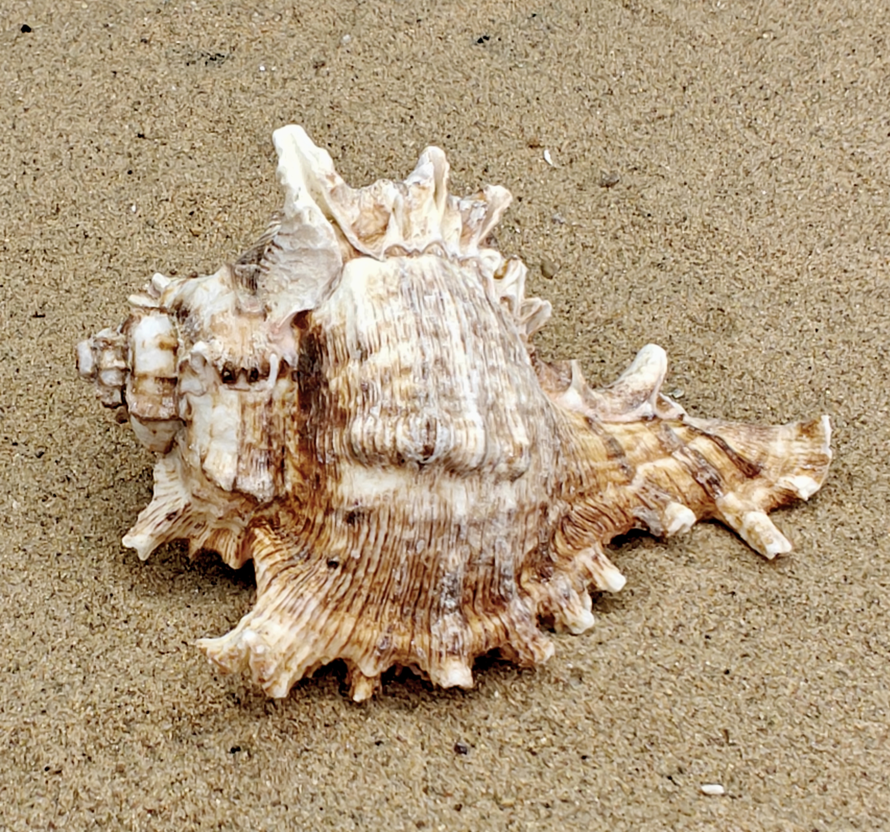 Murex Endiva Shell (Extra Large)