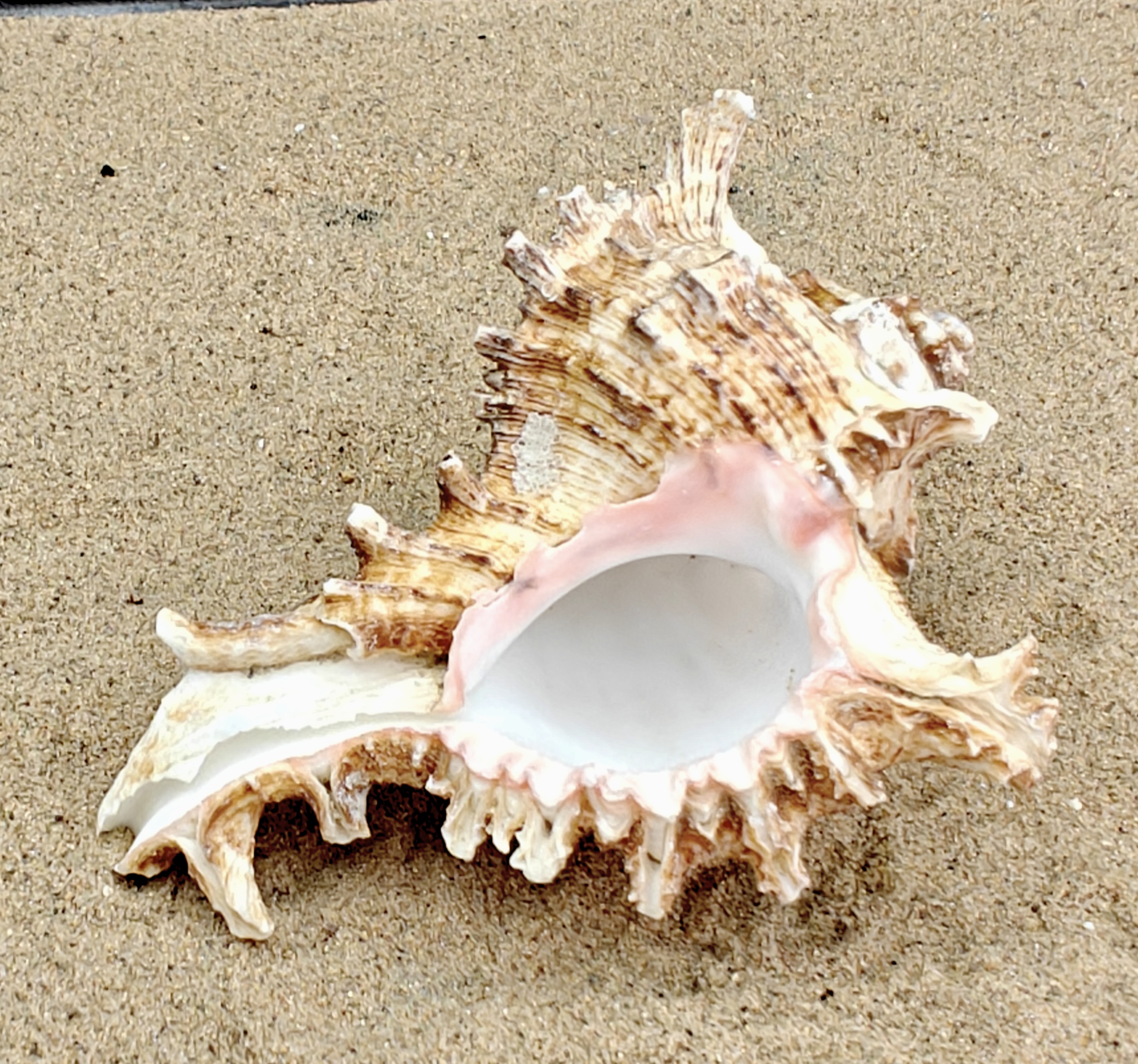 Murex Endiva Shell (Extra Large)