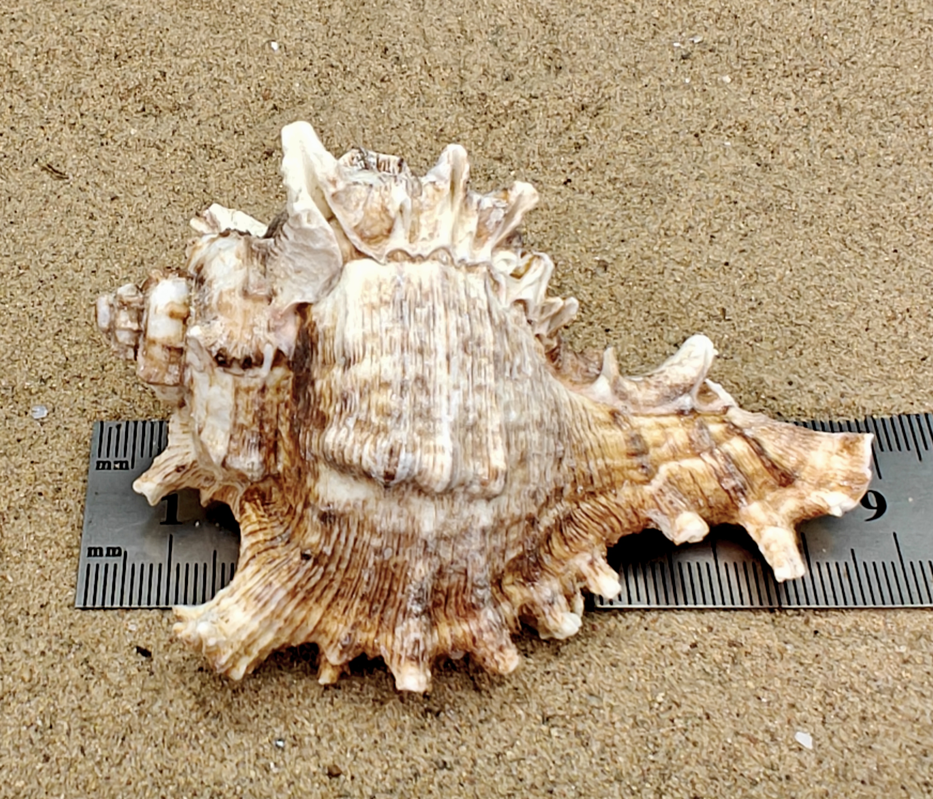Murex Endiva Shell (Extra Large)