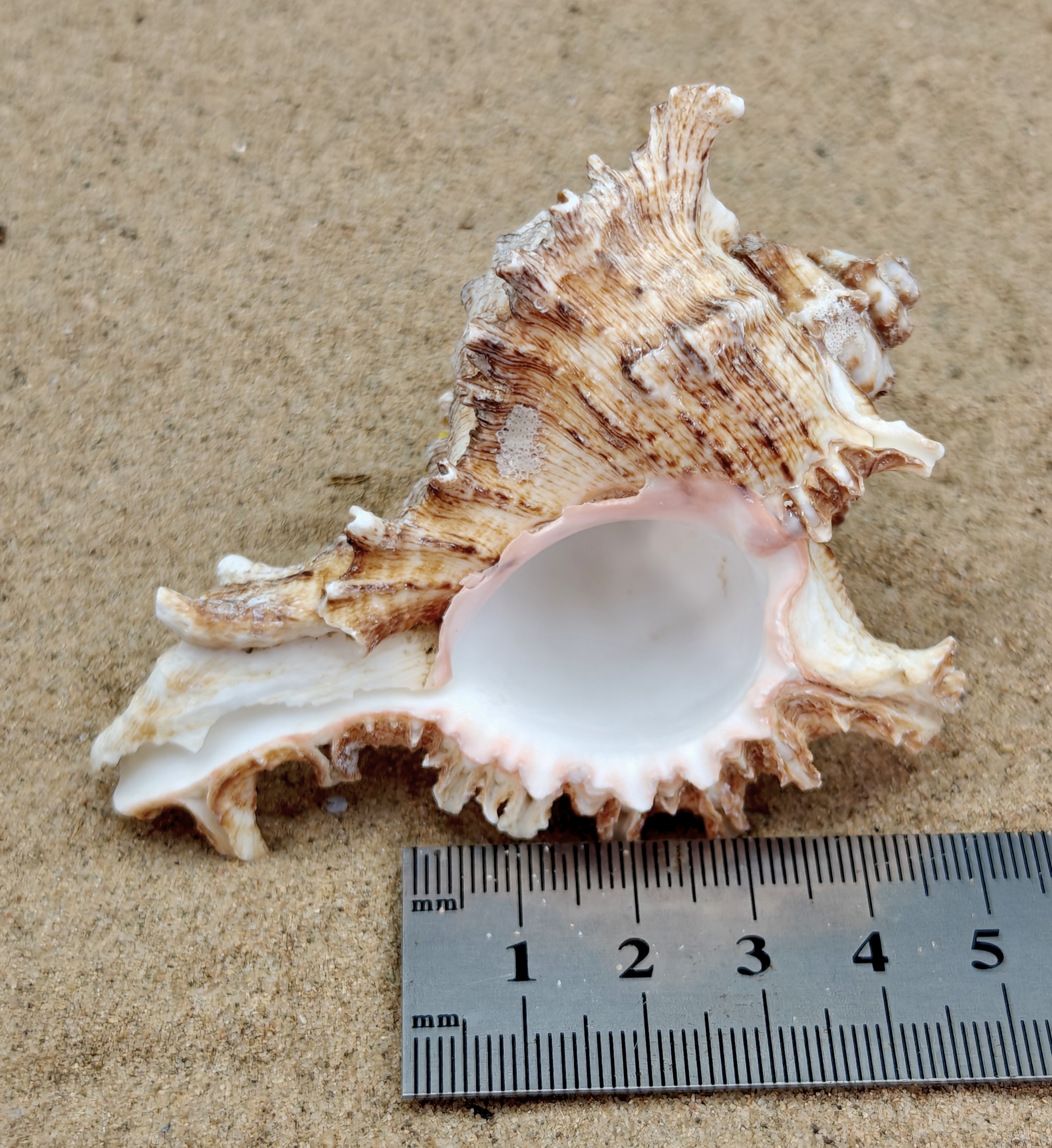 Murex Endiva Shell (Extra Large)