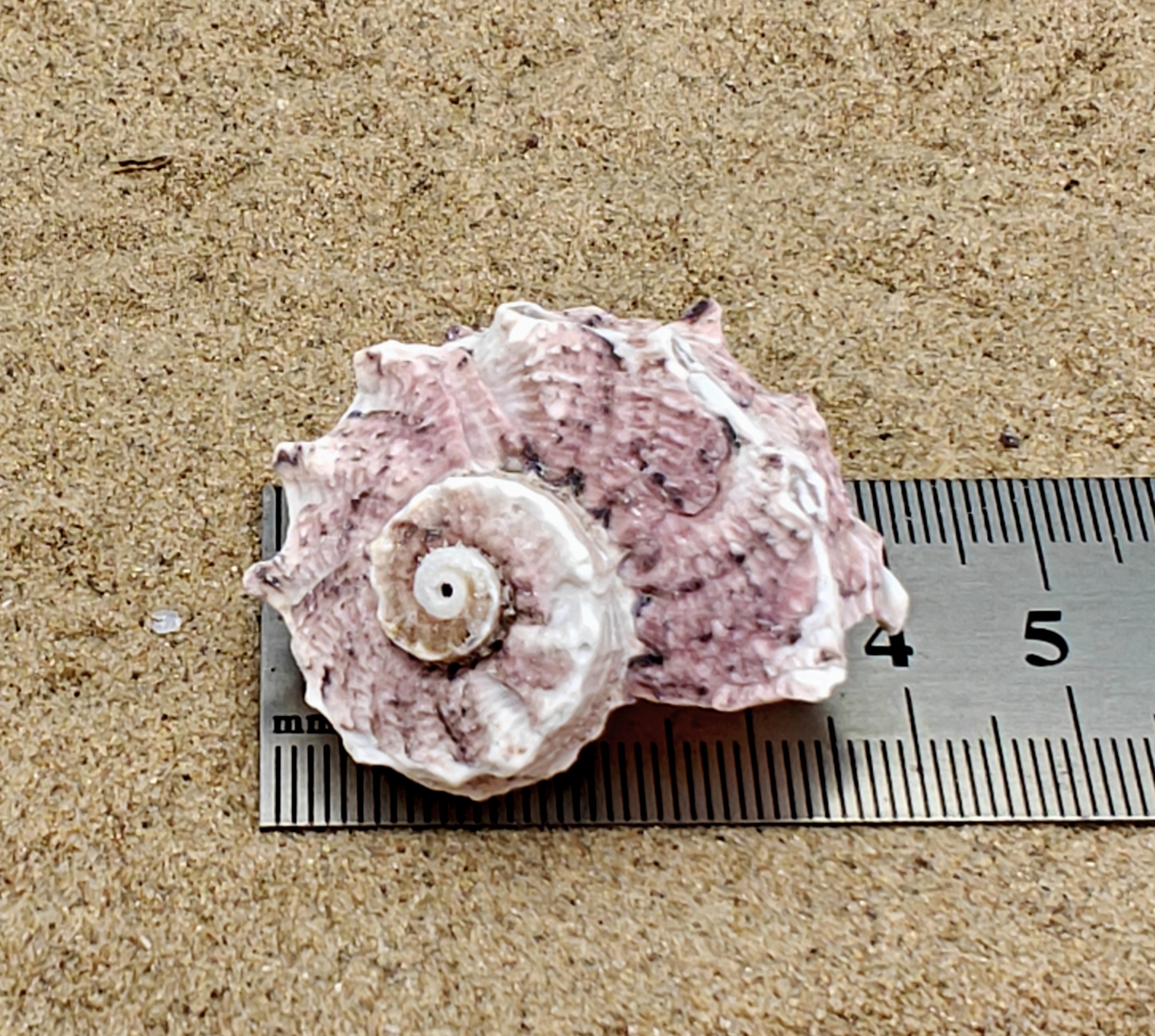 Delphinium Shell (Medium)