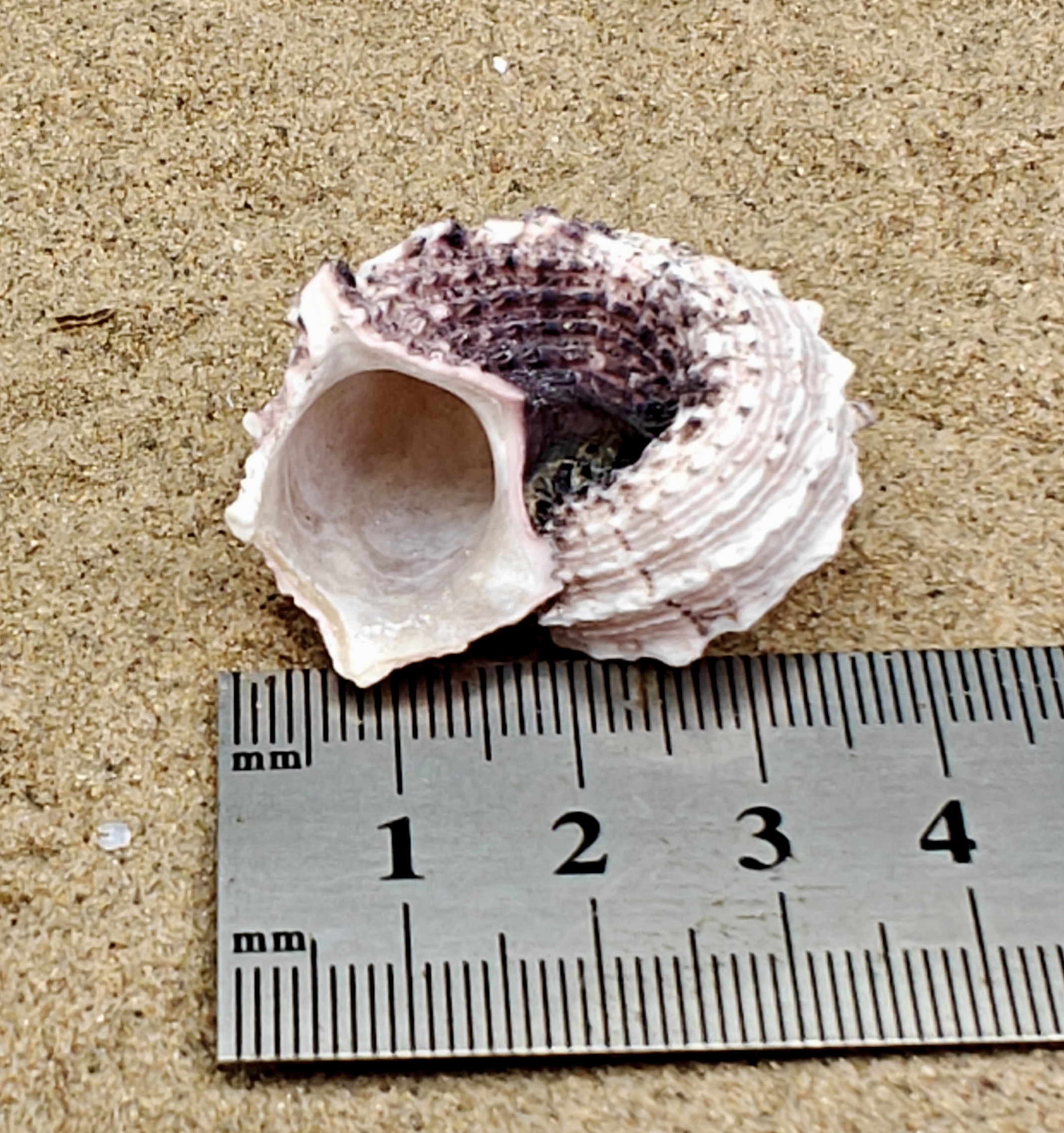 Delphinium Shell (Medium)
