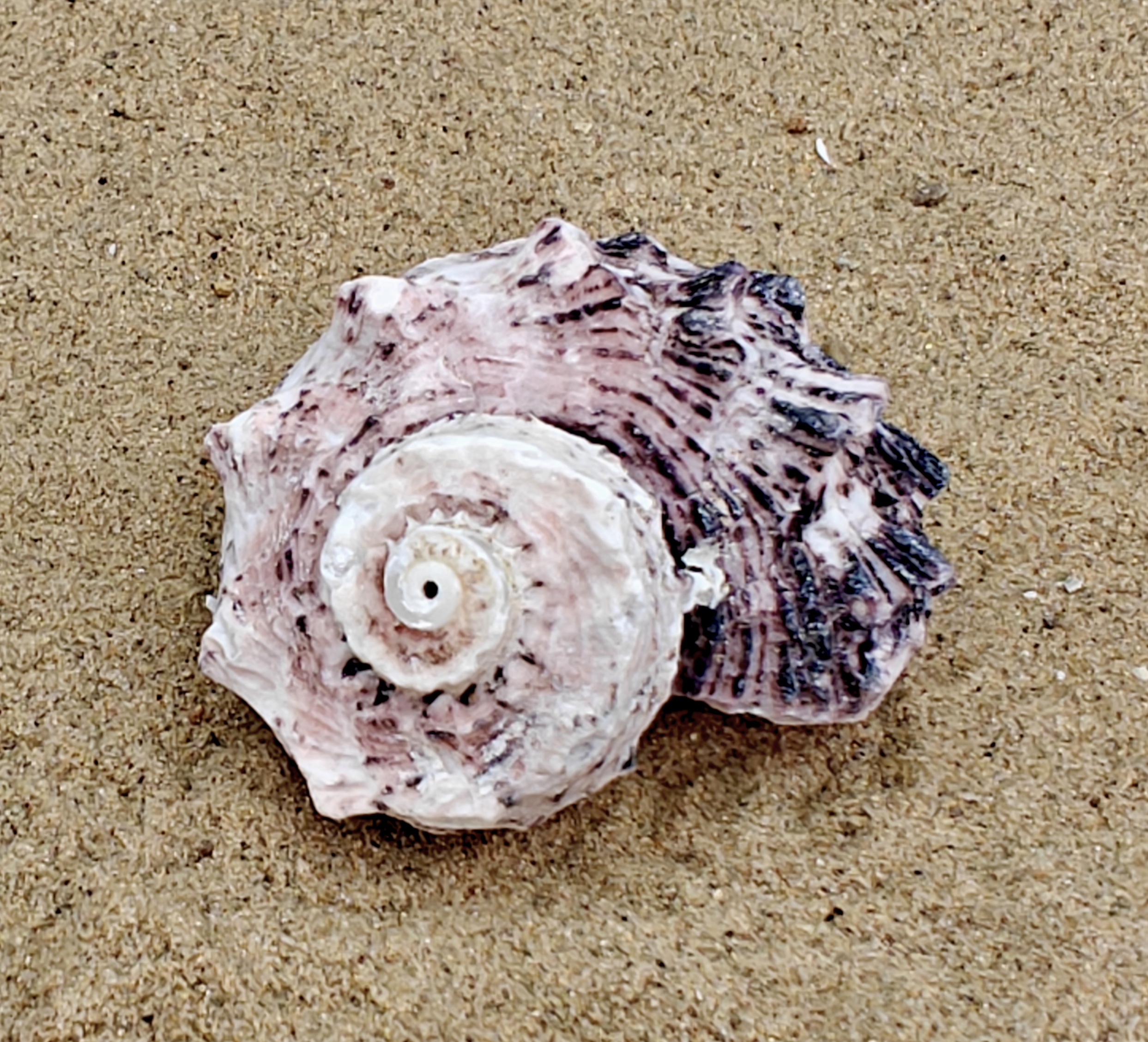 Delphinium Shell (Large)