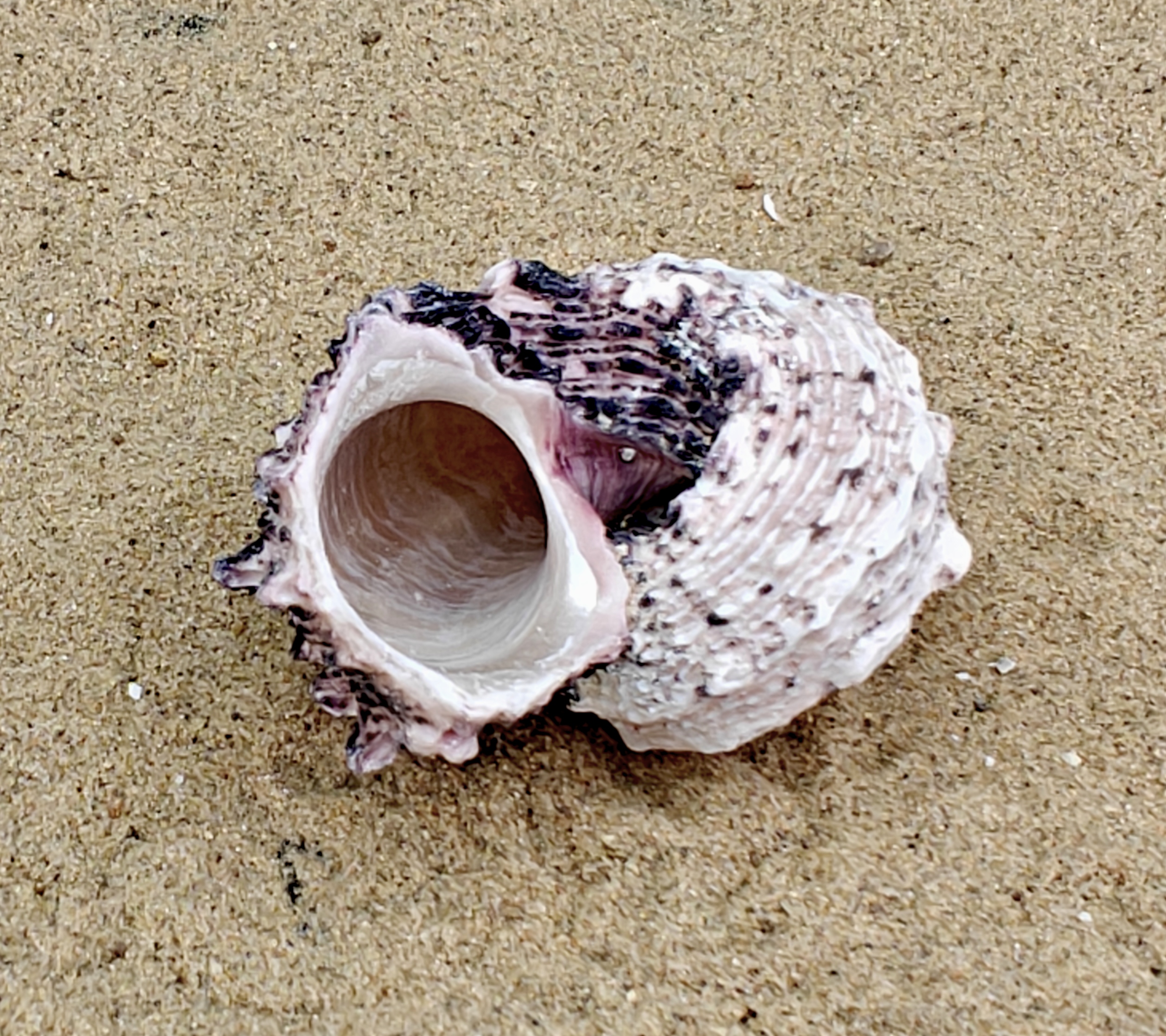 Delphinium Shell (Large)