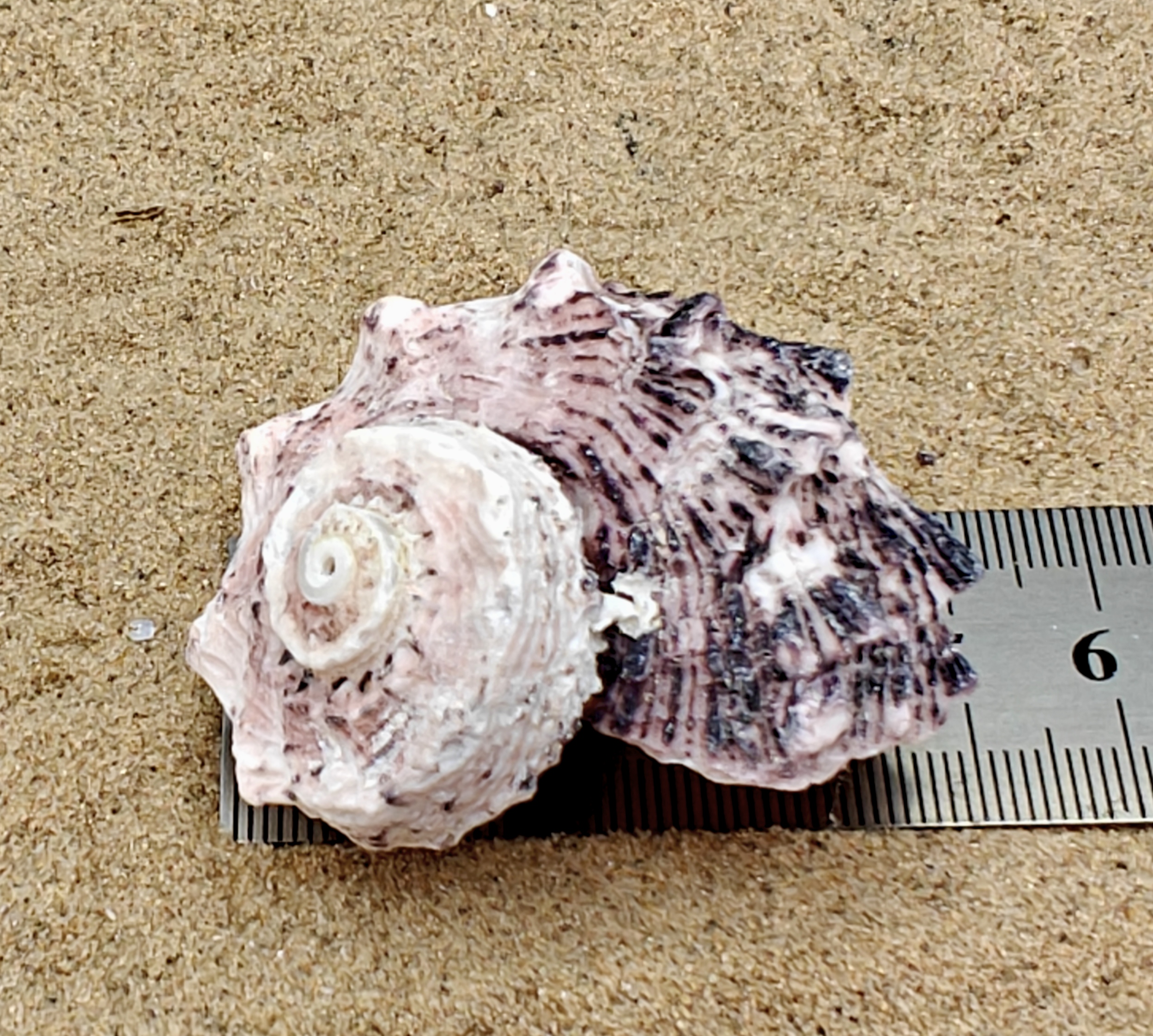 Delphinium Shell (Large)