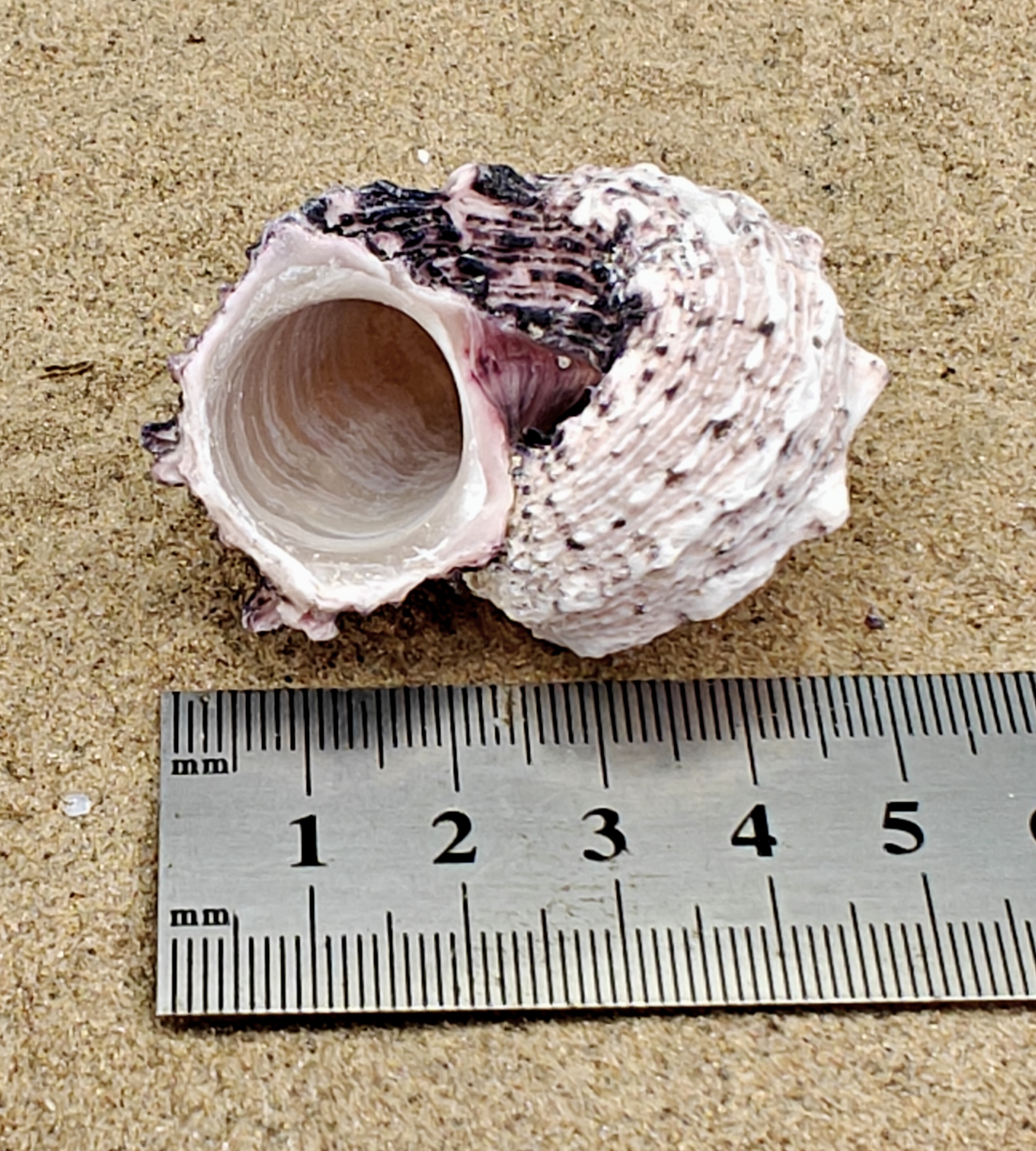Delphinium Shell (Large)