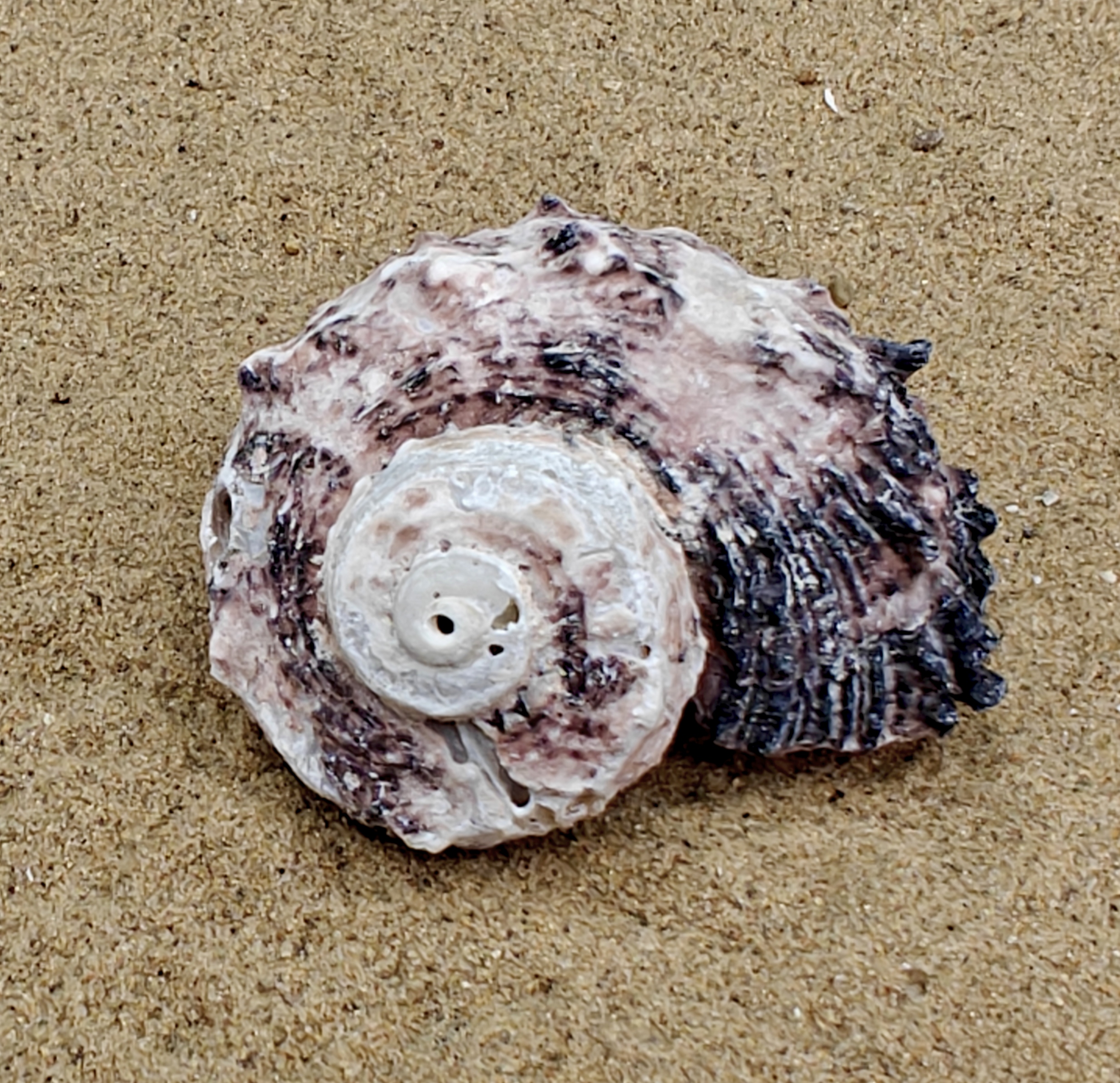 Delphinium Shell (Extra Large)