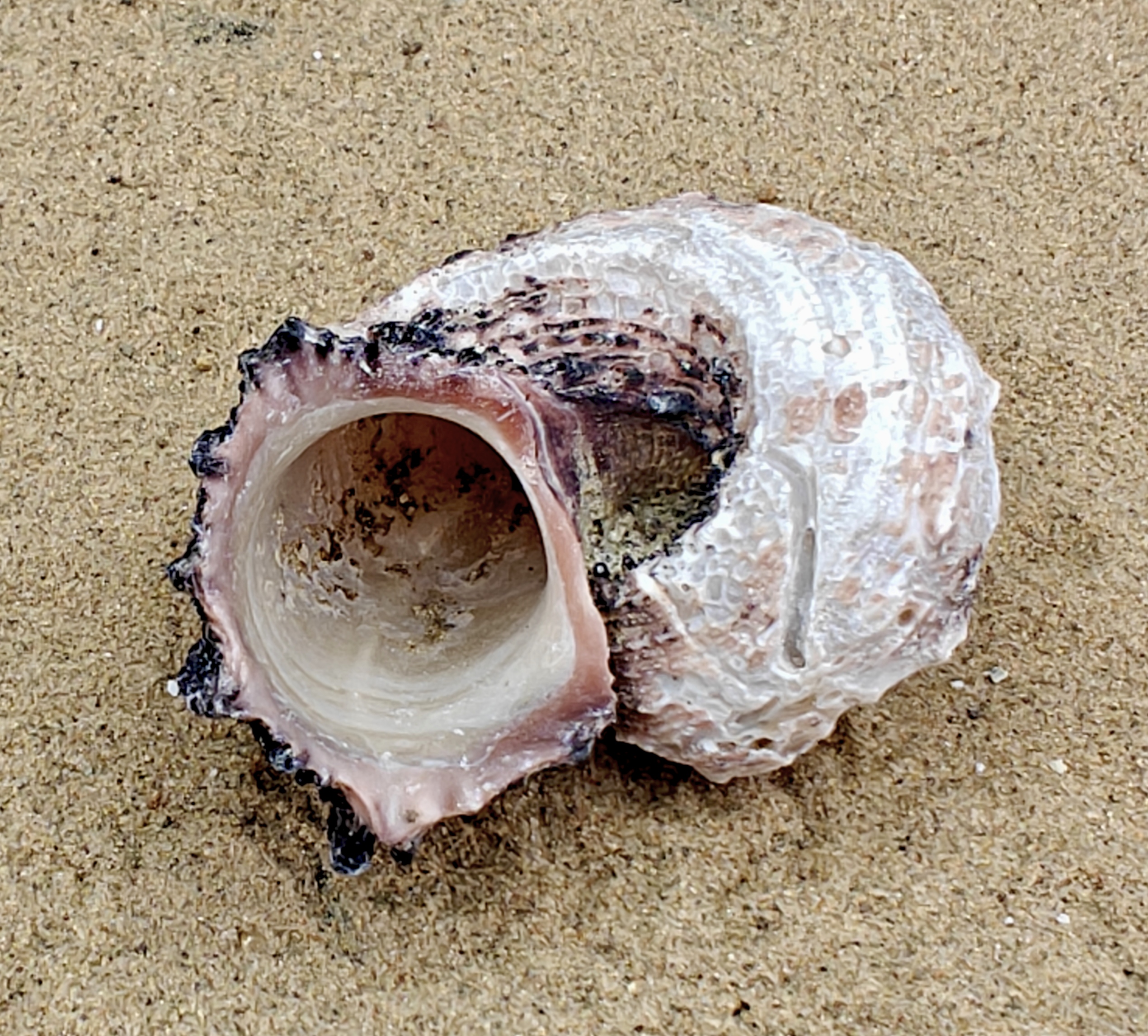 Delphinium Shell (Extra Large)