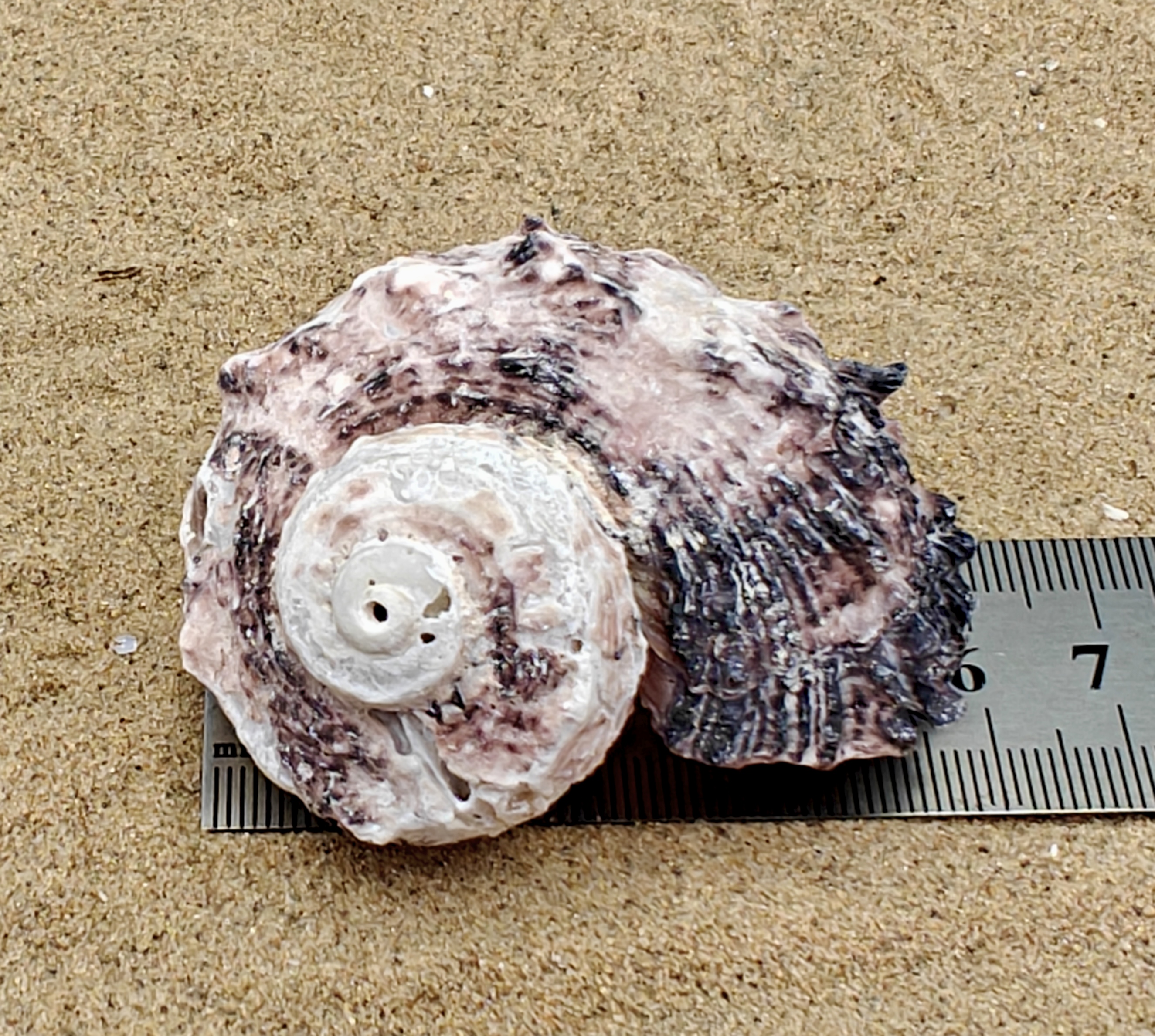 Delphinium Shell (Extra Large)