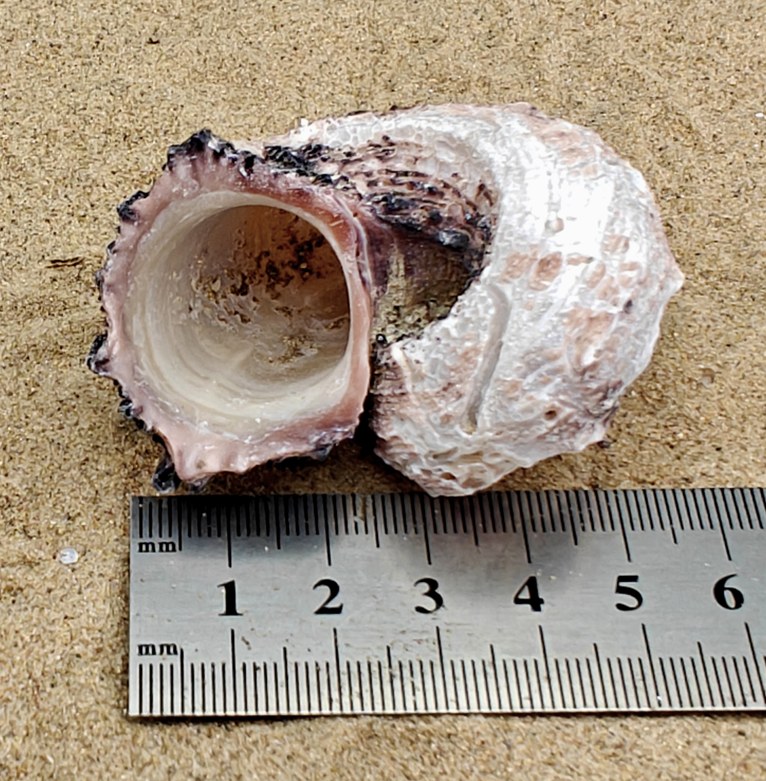 Delphinium Shell (Extra Large)