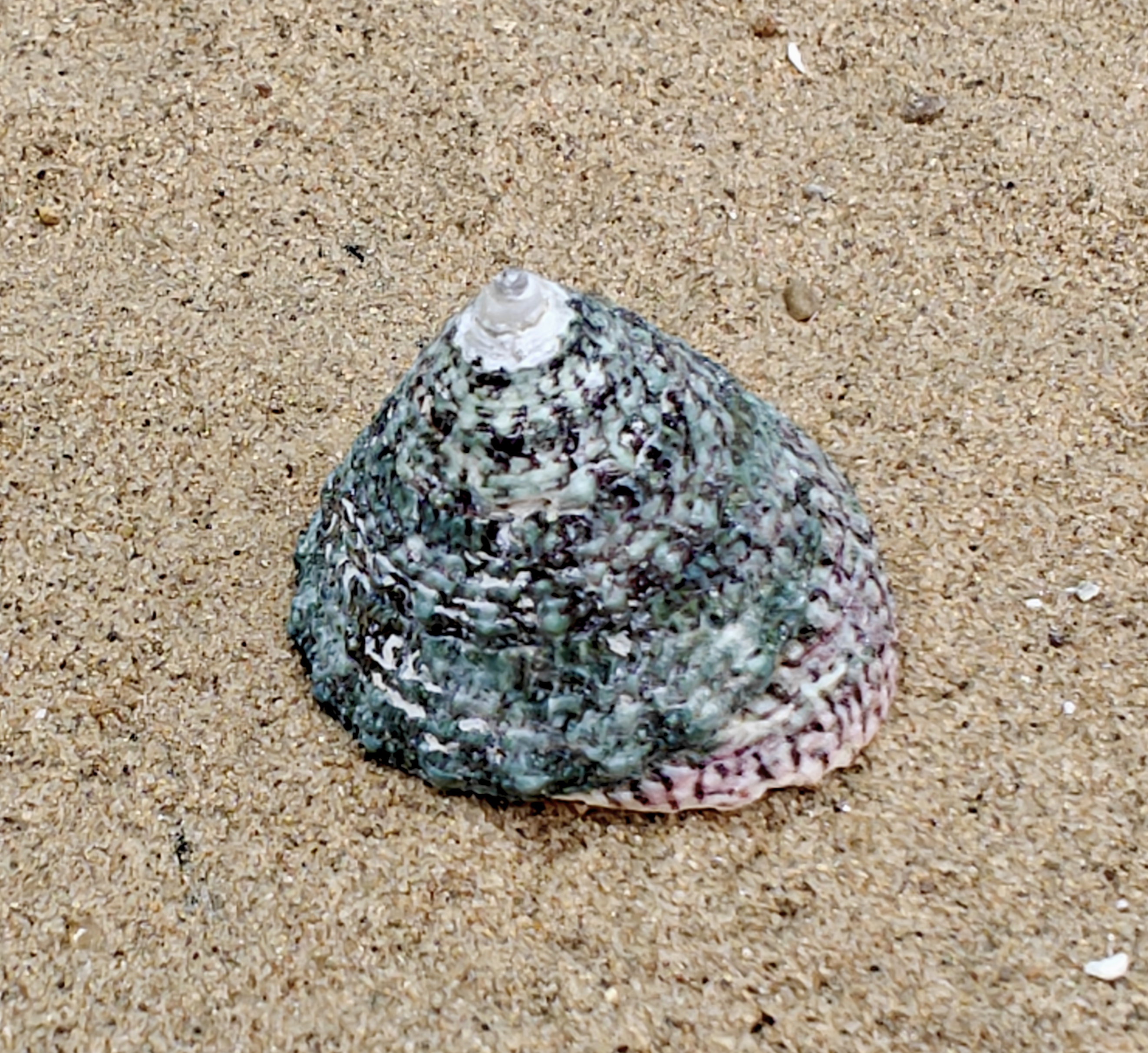 Troca Green Shell (Medium)