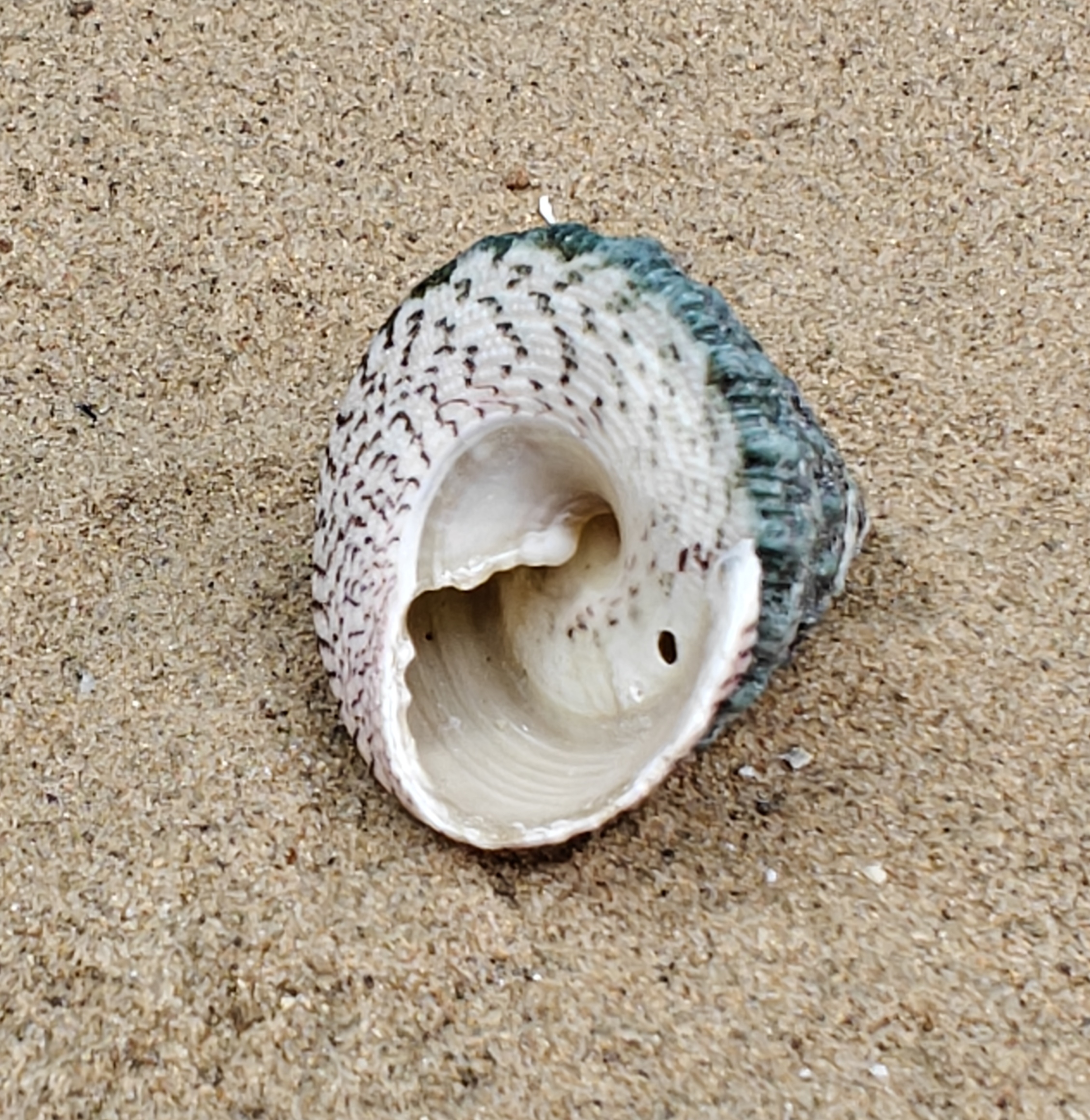 Troca Green Shell (Medium)