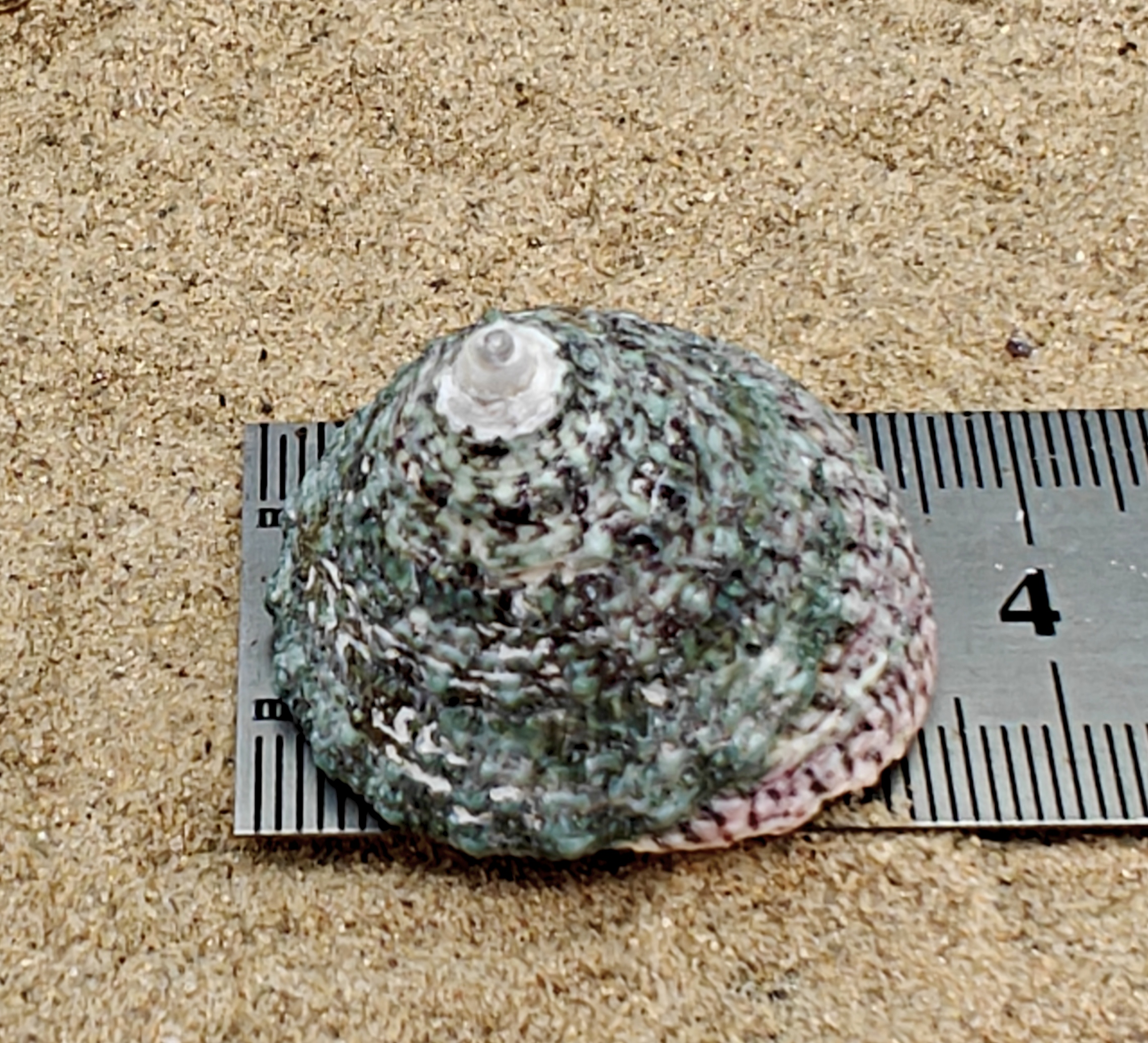 Troca Green Shell (Medium)