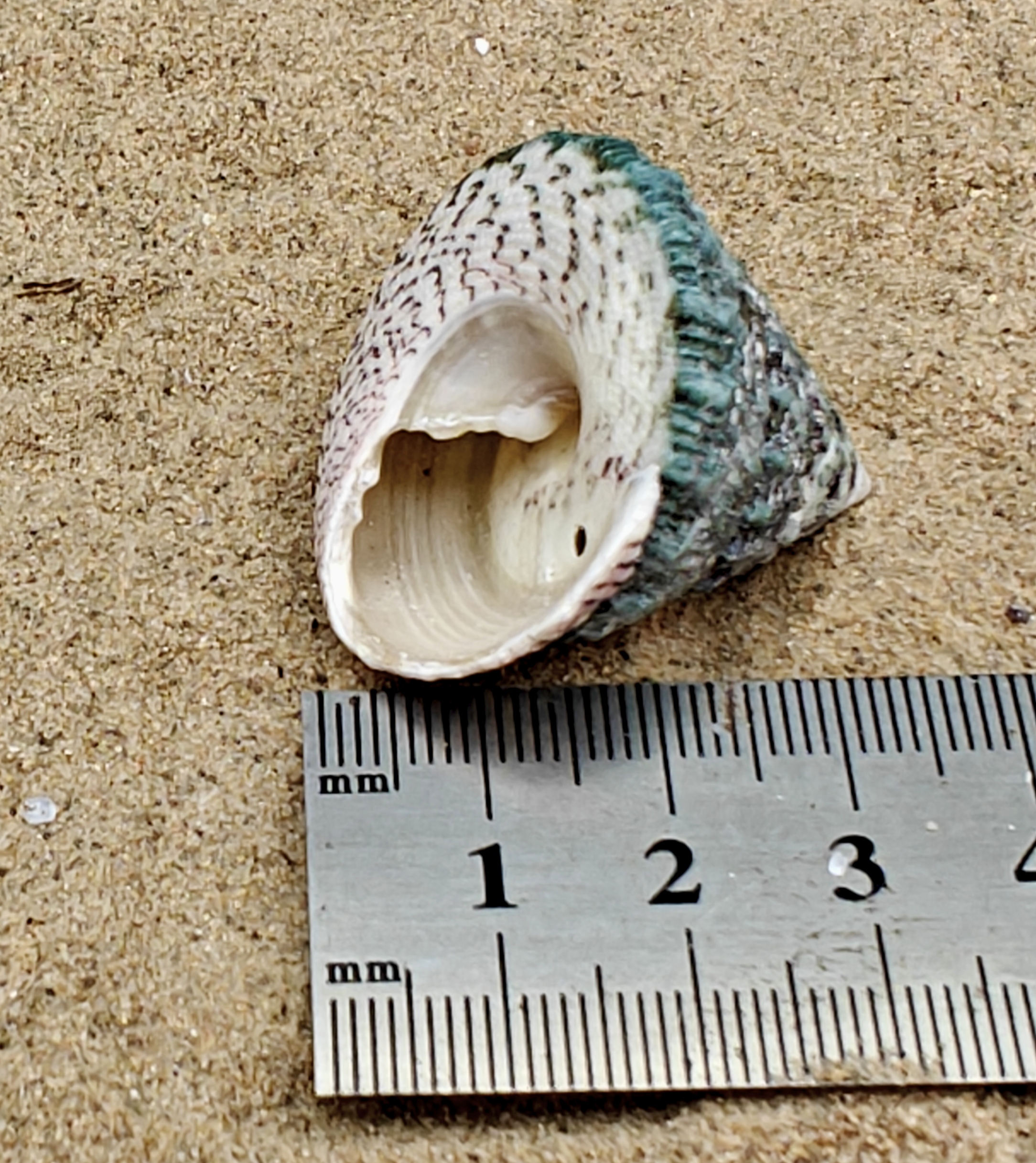 Troca Green Shell (Medium)