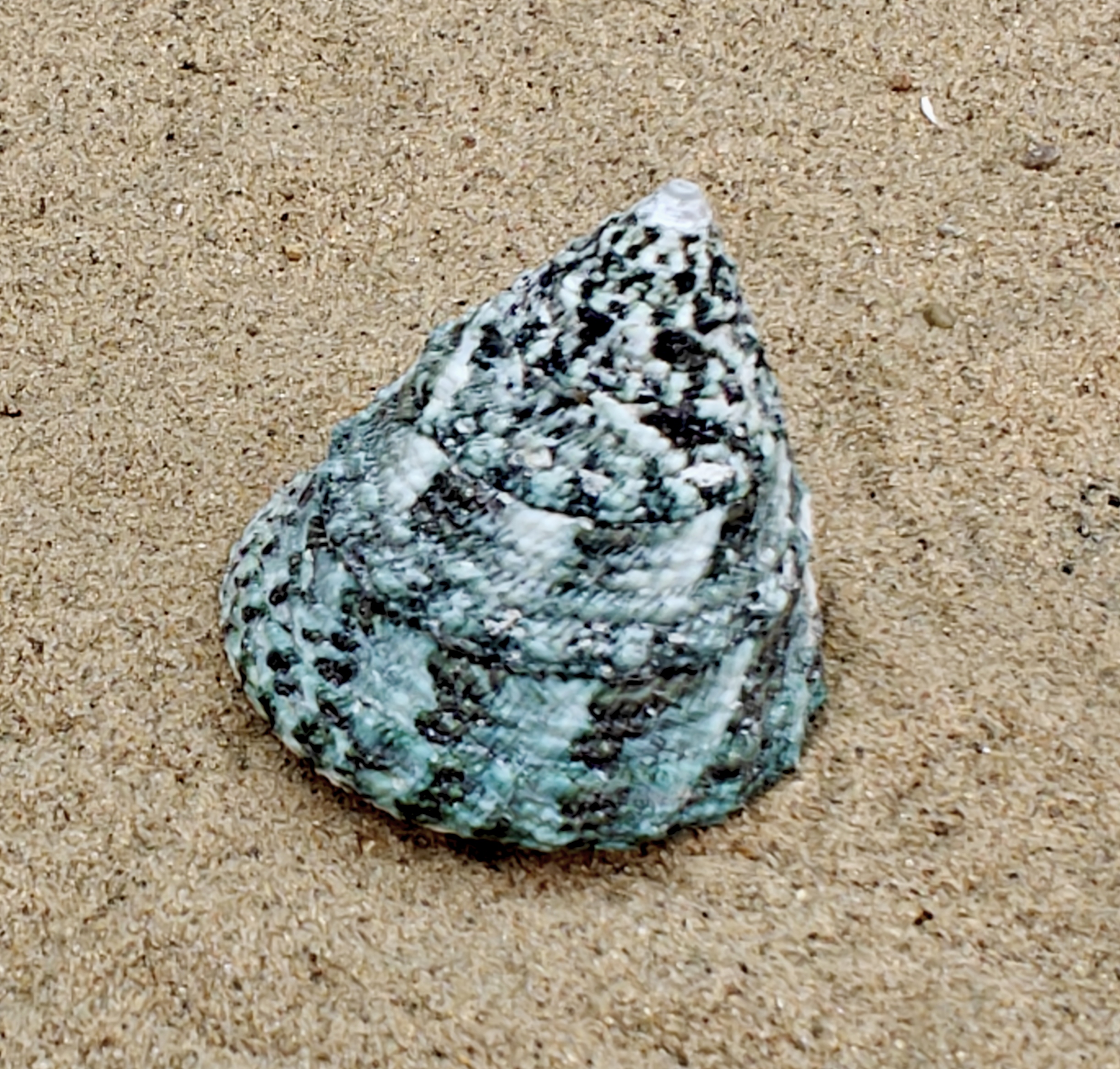 Troca Green Shell (Large)