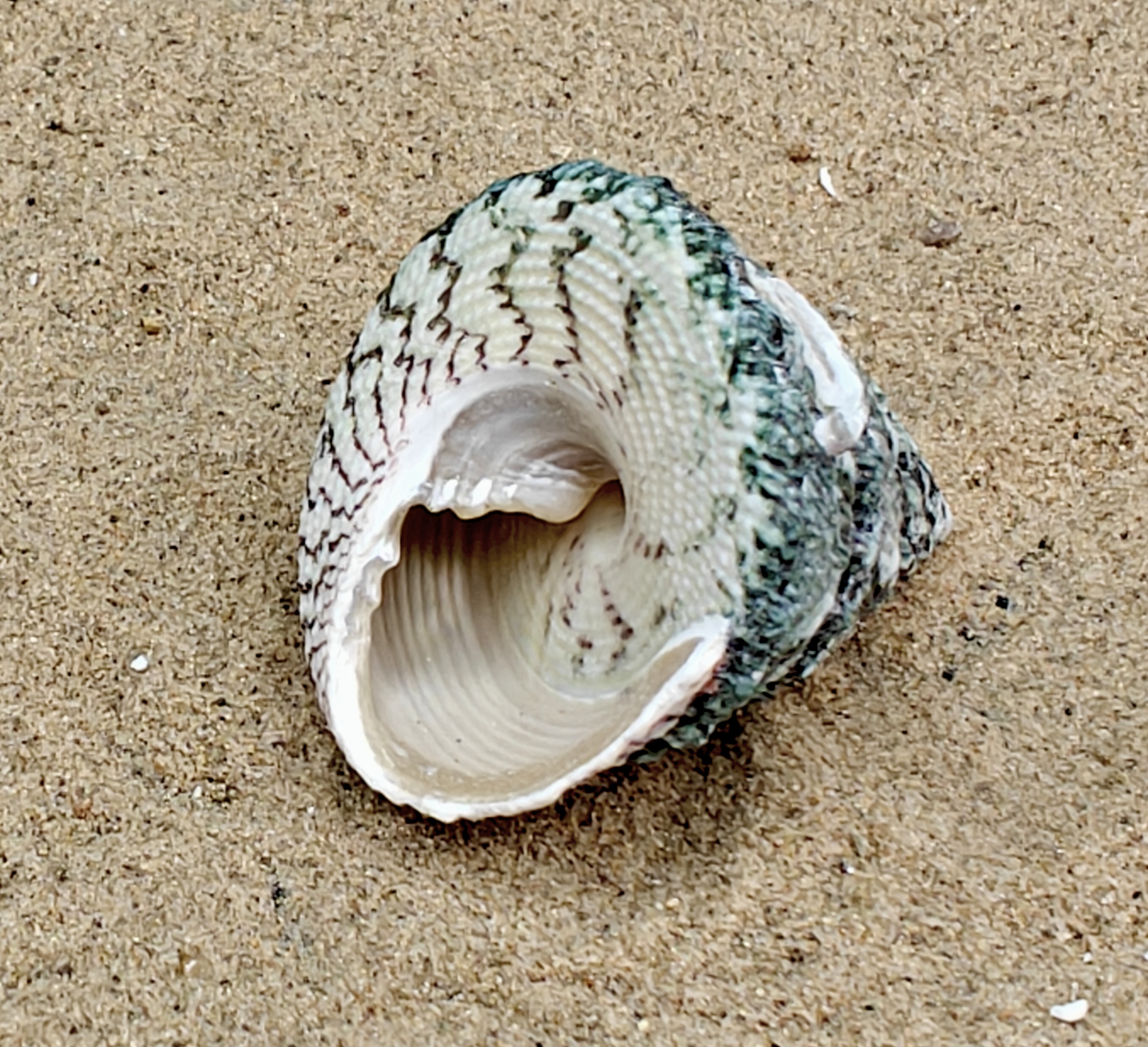Troca Green Shell (Large)