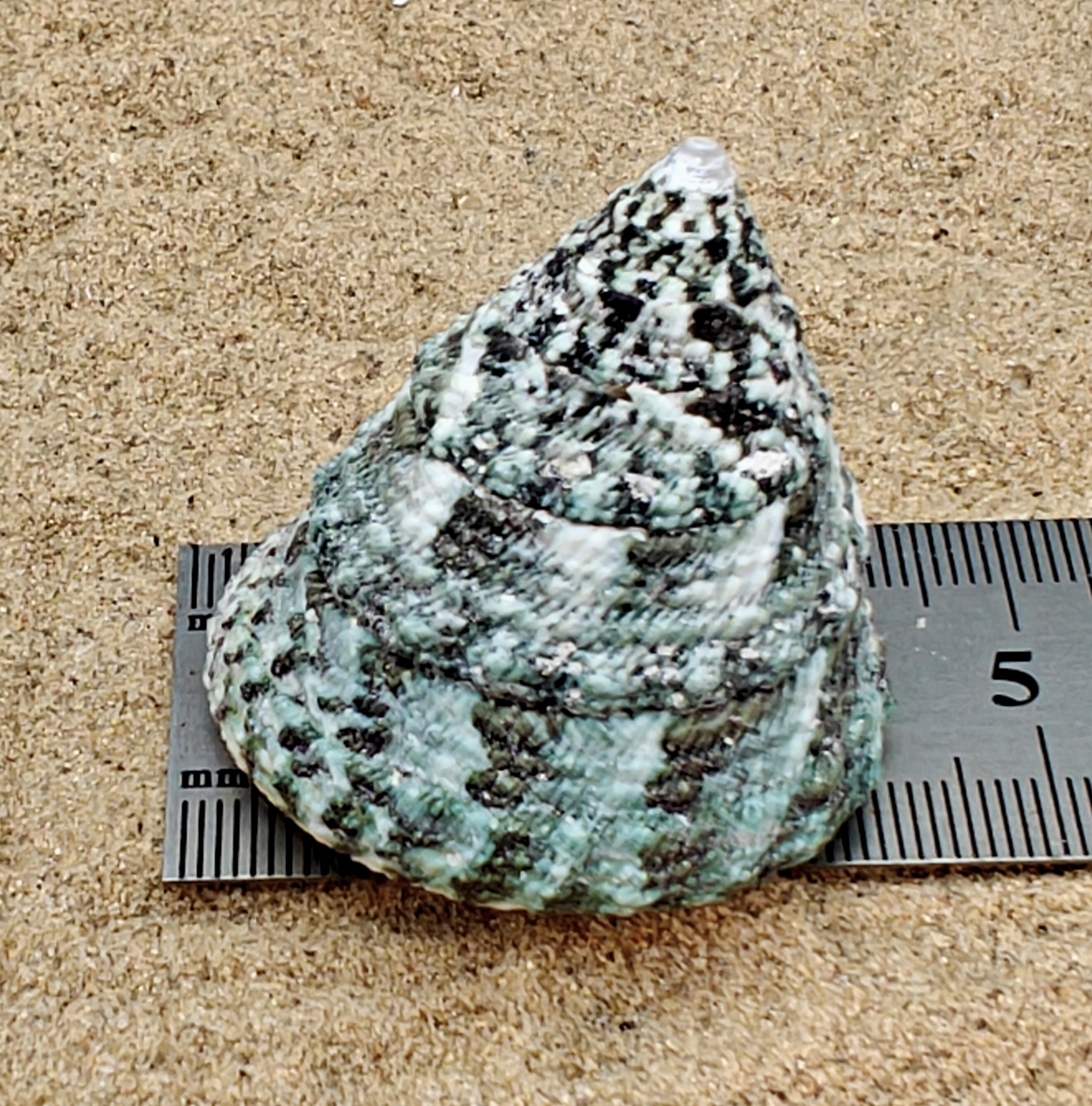 Troca Green Shell (Large)