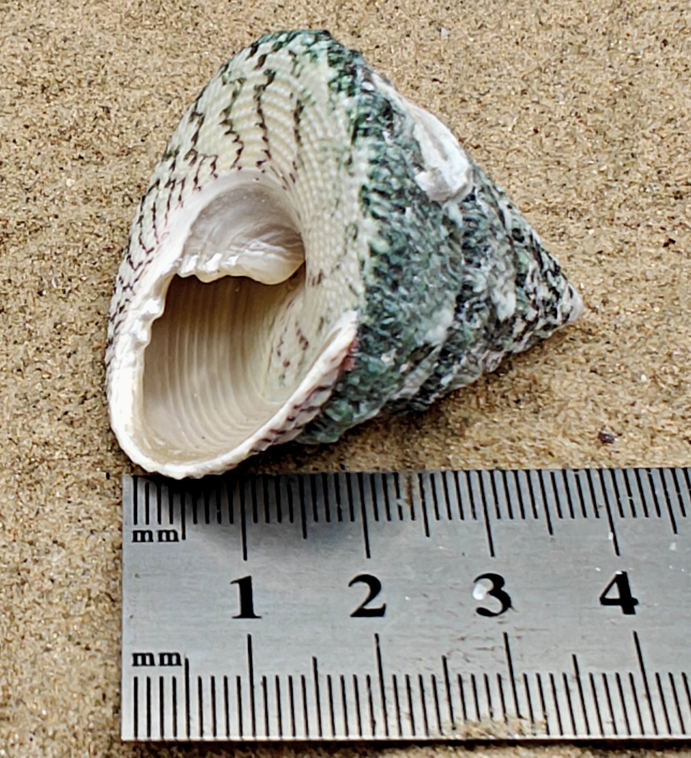 Troca Green Shell (Large)